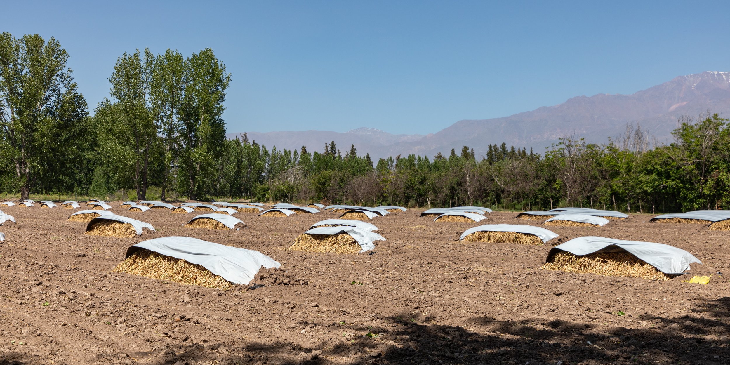  Farm field outside of Vista Flores; we ran across this farming method throughout the region, but never learned what they were growing 