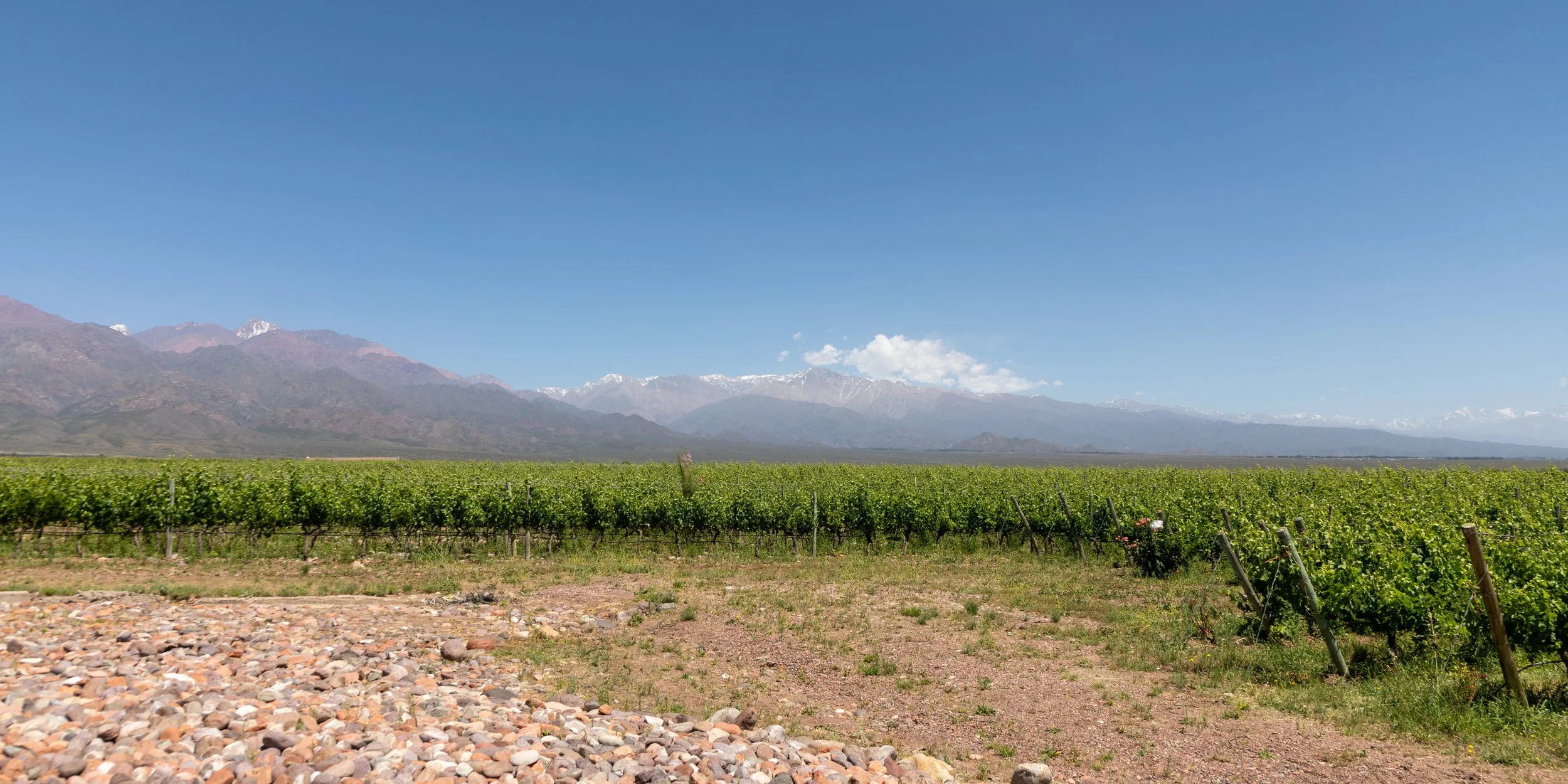  From Bodego Monteviejo, the vineyards run right up to the Andes 