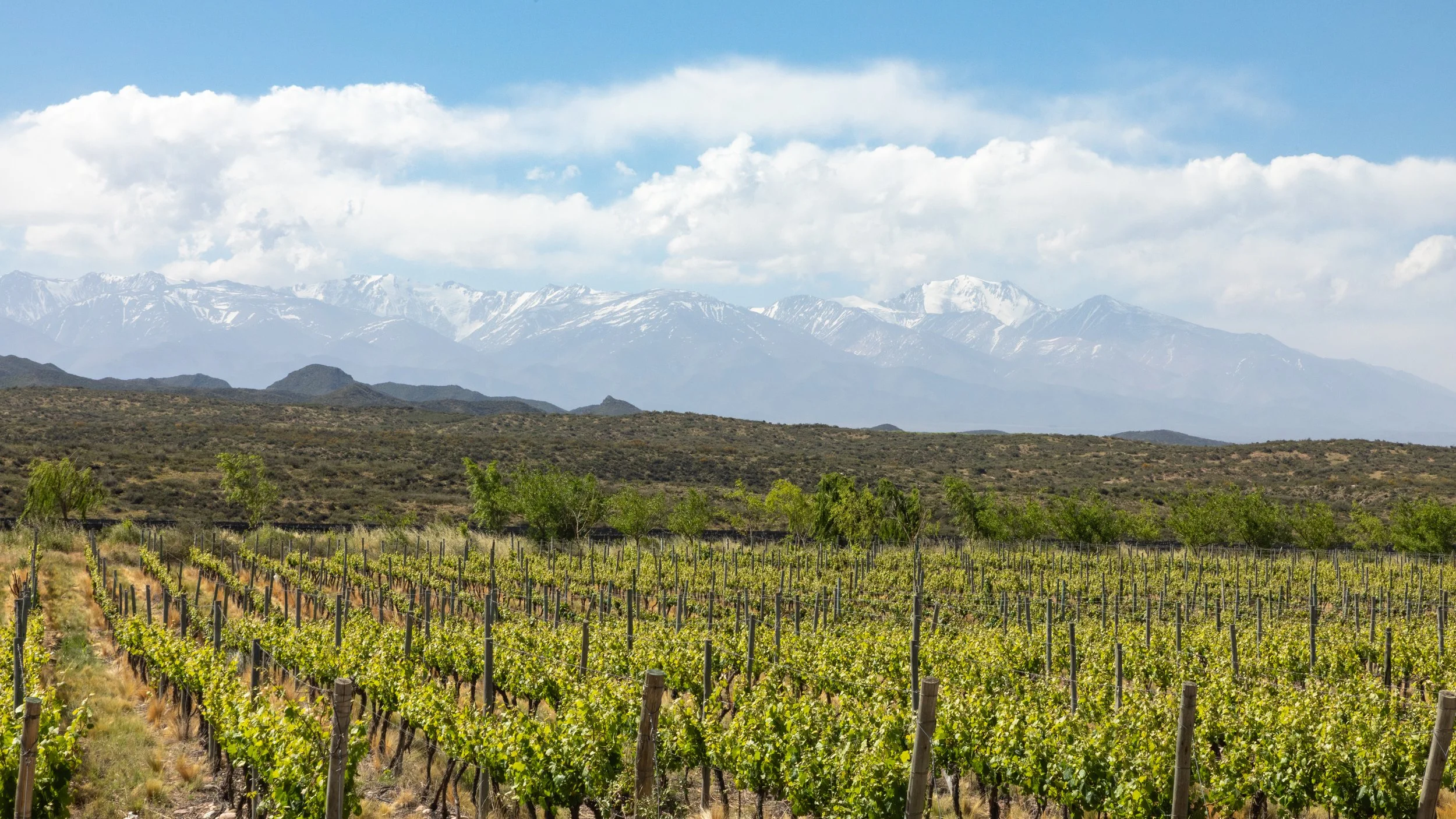  More vineyards along the way with snow capped mountains 