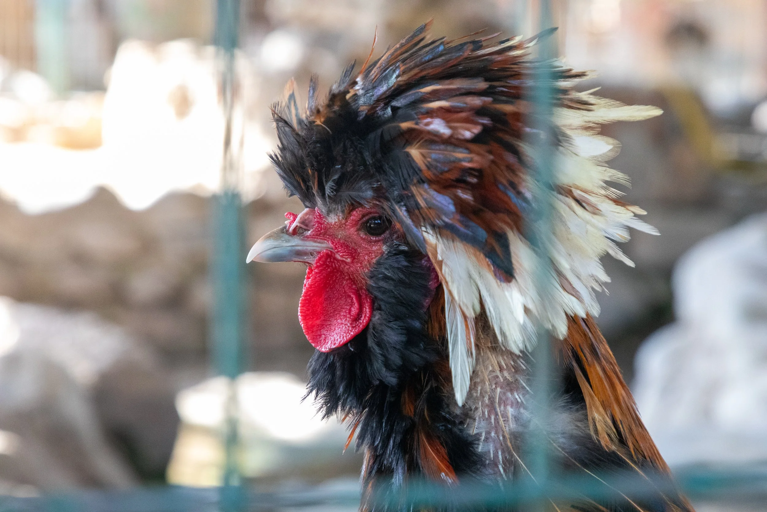  A chicken coop in the centre of the market area 