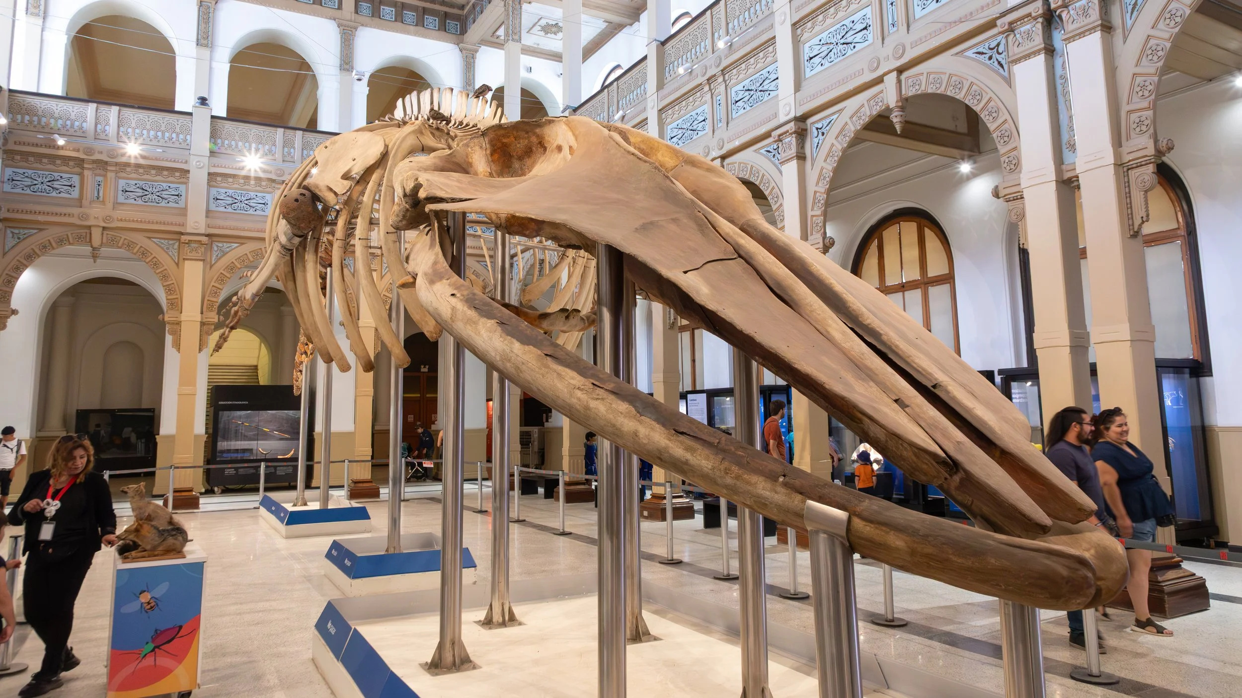  Whale skeleton on display in the National Museum of History 