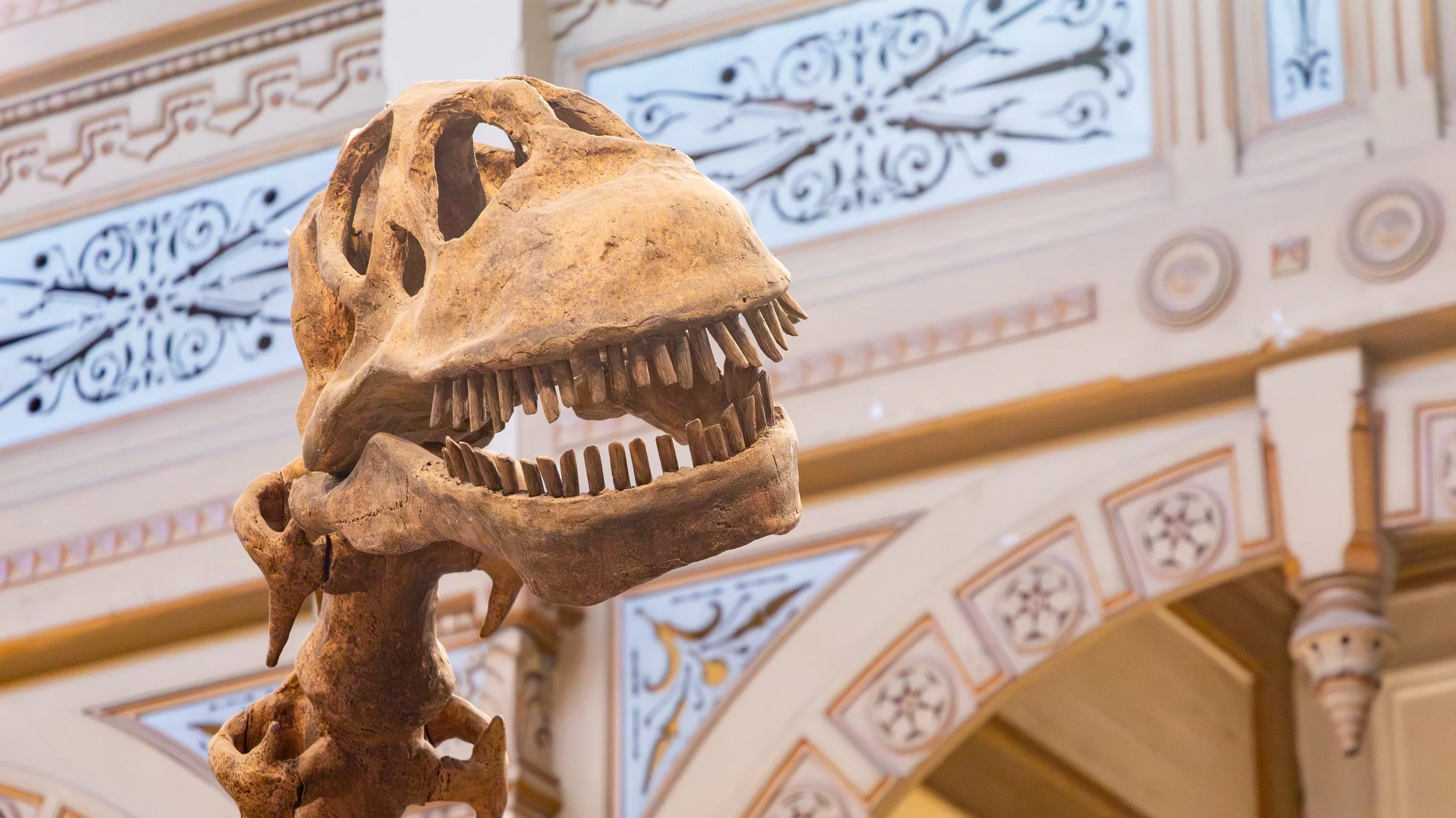  The dinosaur exhibit in the museum takes up a good portion of the main hall  