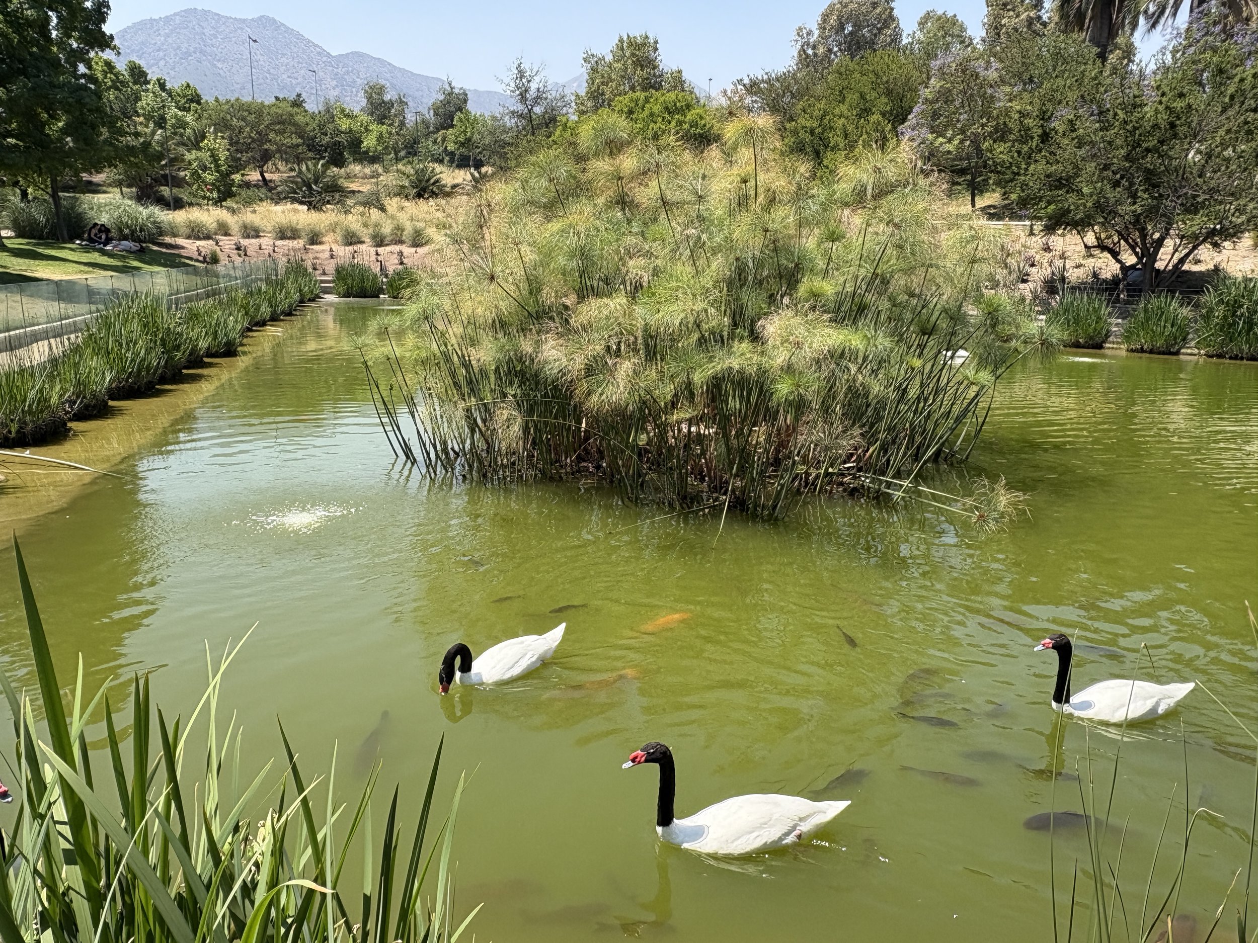  Swans on the large lagoon on the northern end of the park 
