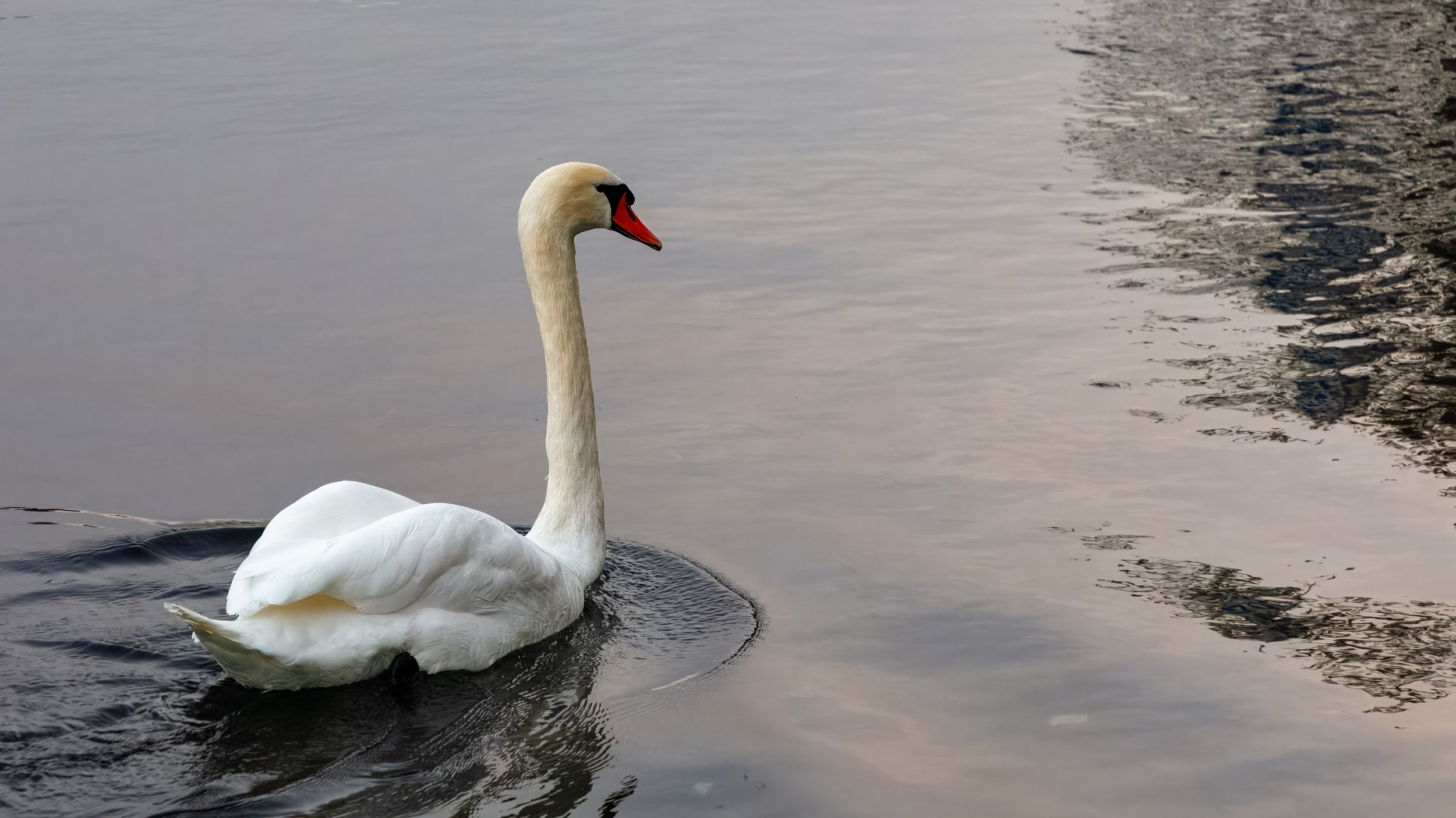  The swans aren’t afraid of the cool December water 