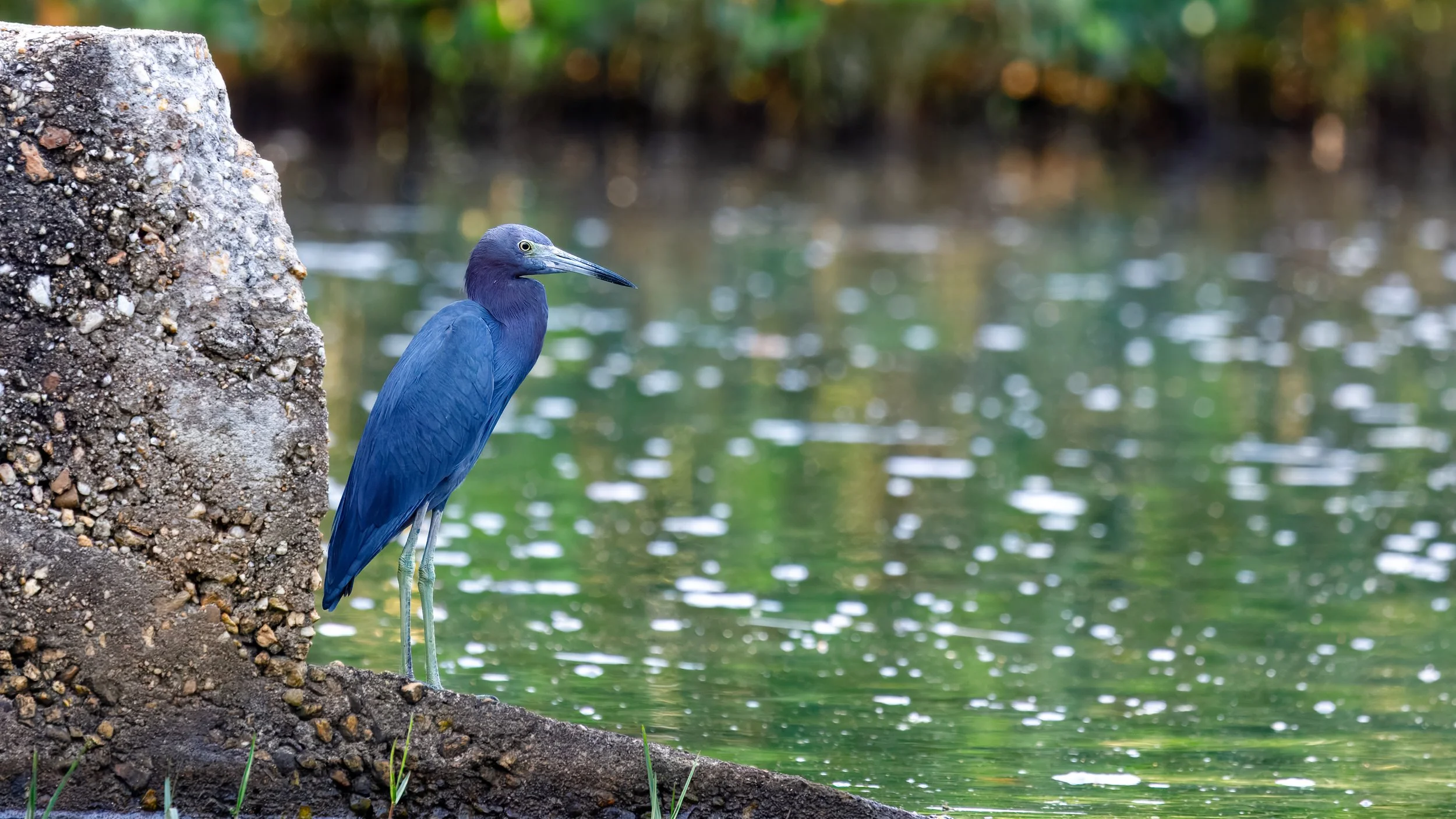  Starting our boat ride in the Caroni Bird Sanctuary, the Blue Heron is our first bird sighting 