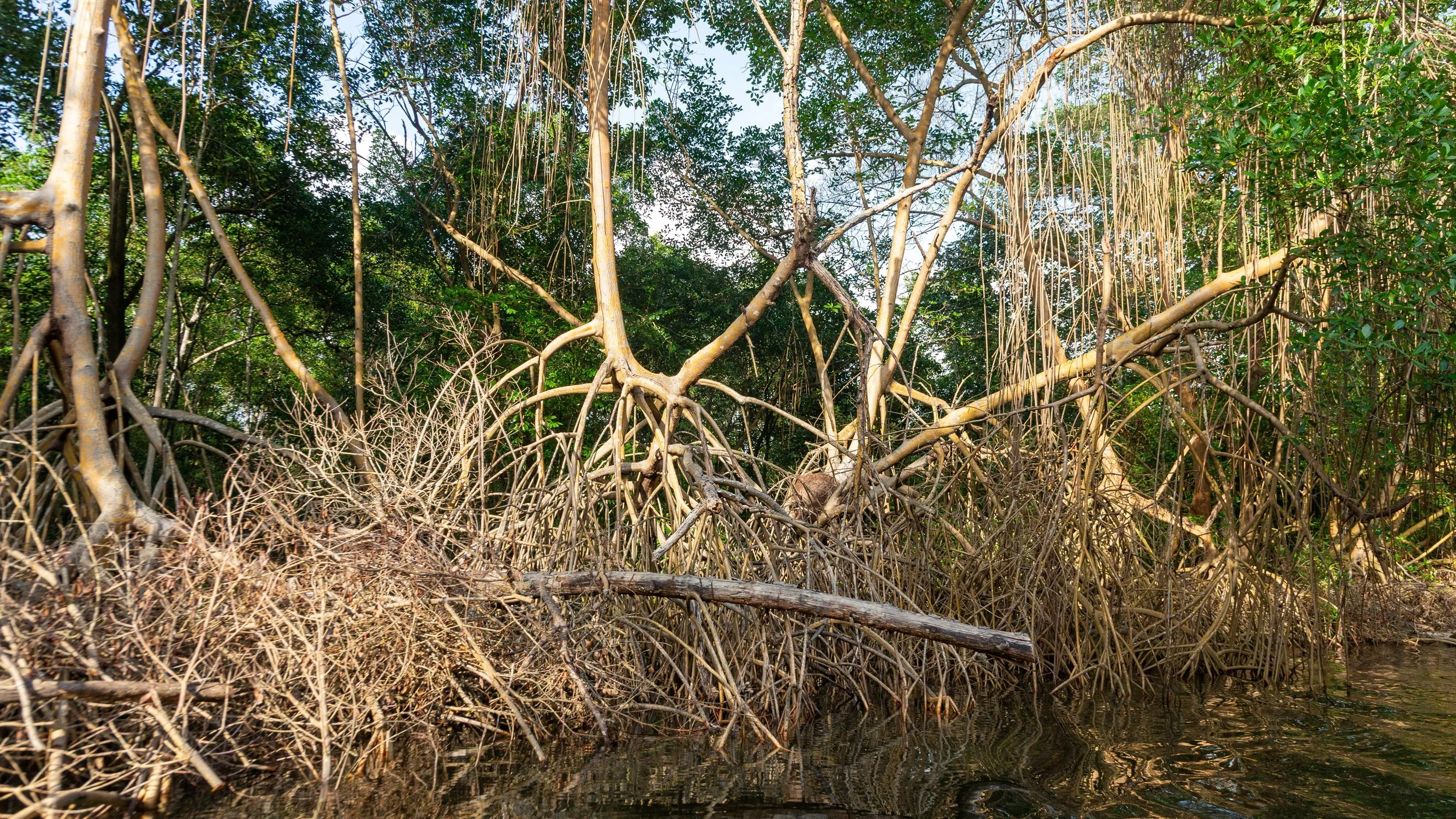  Much of the mangrove tree root system is above water, even at a relatively high tide 