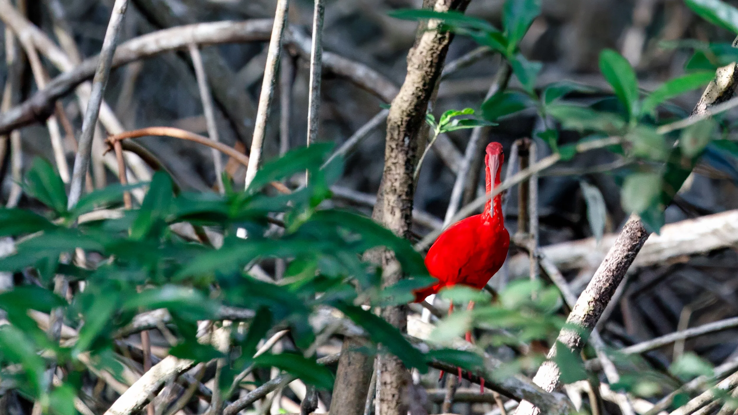  Our first sighting of the star of the park, the red ibis, unique to this area  