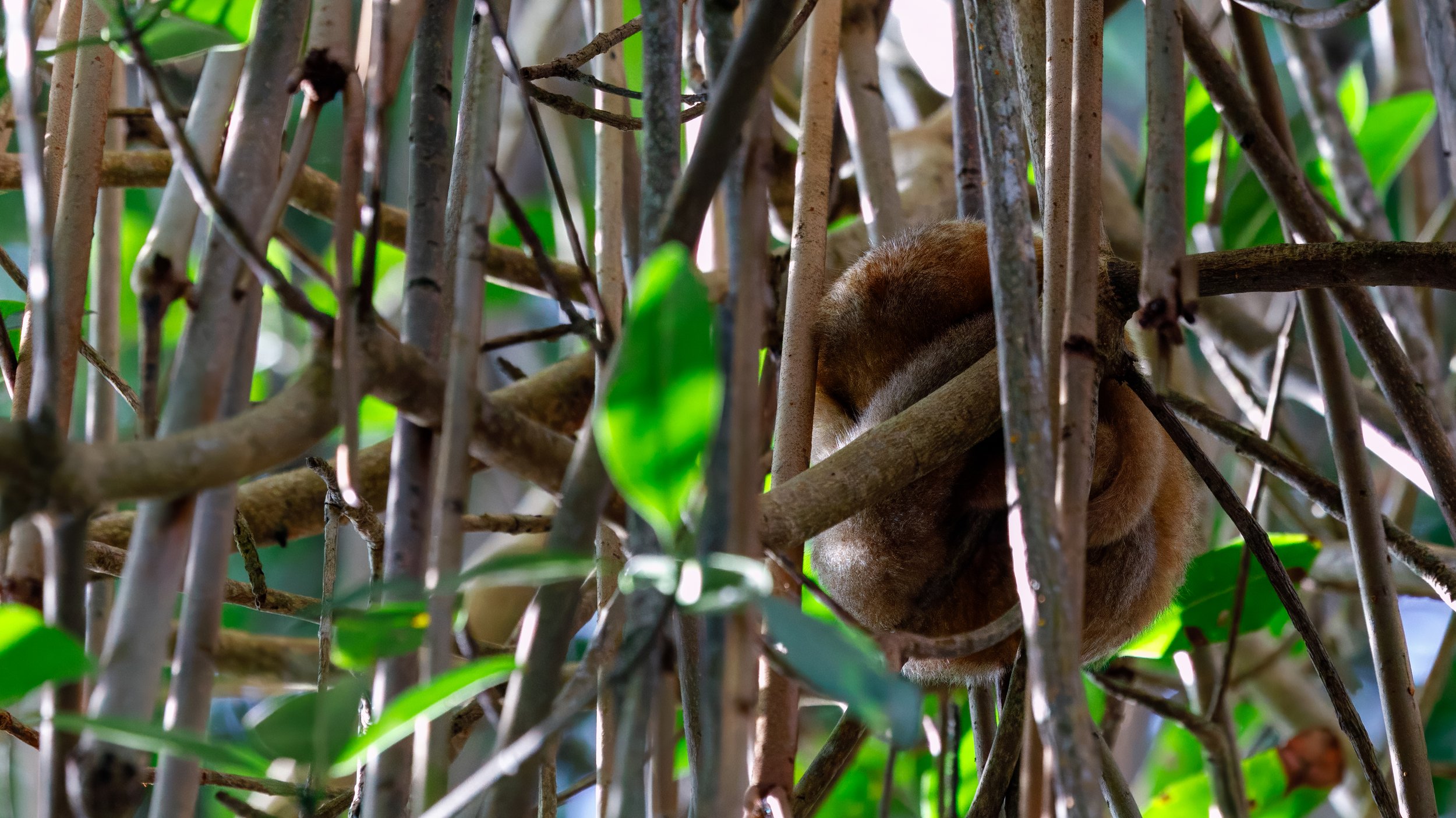  A silky anteater, that actually lives on termites rather than ants, one of the smallest of the species 
