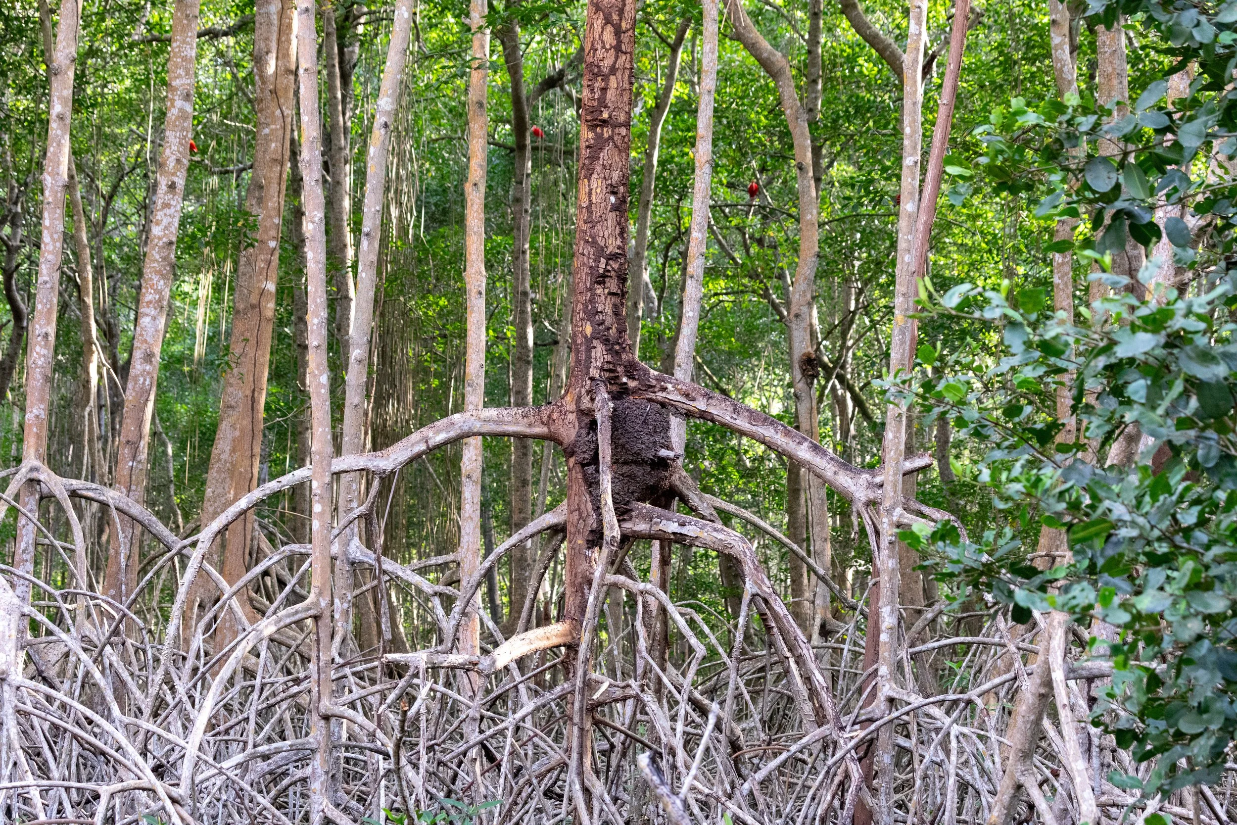  Three red ibis doing their best to hide from the camera 