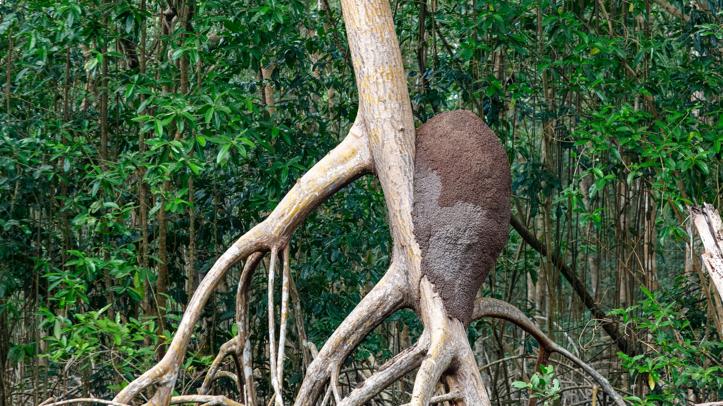  One of the many termite mounds ready to supply anteater food 