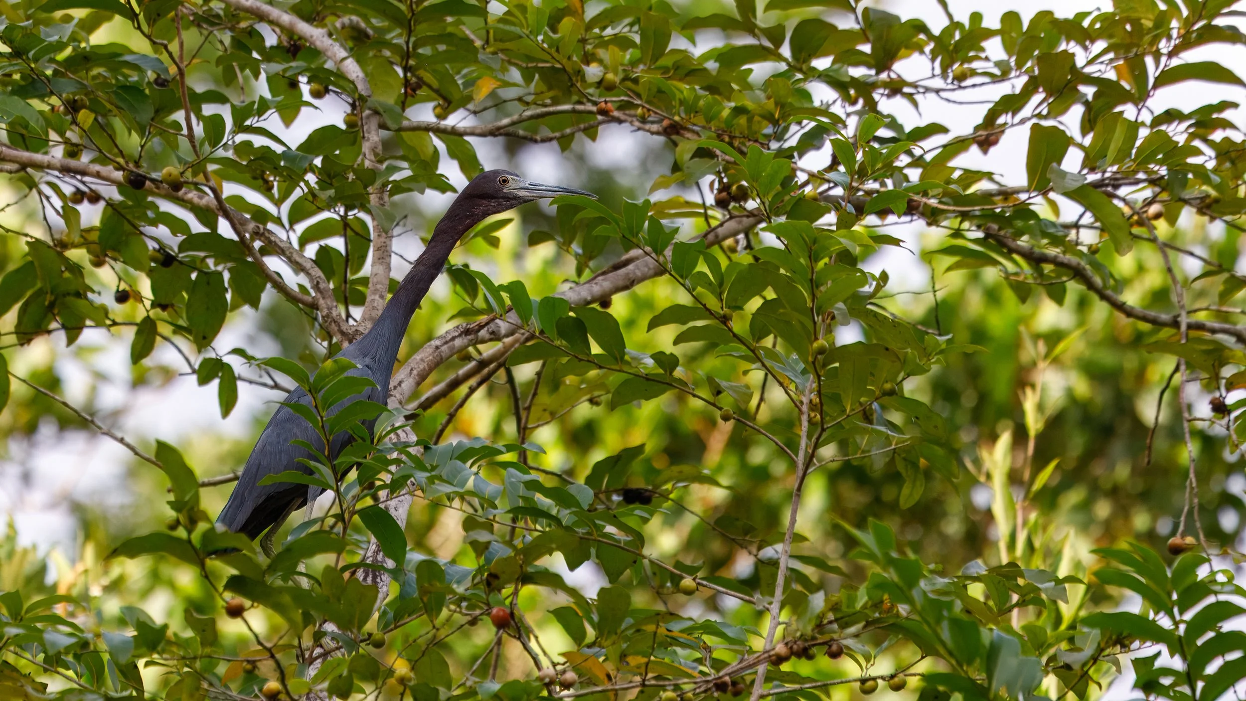  Another blue heron hiding in the branches 