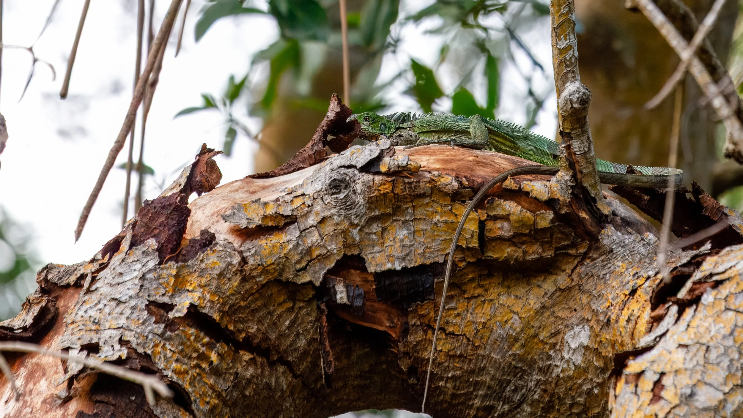  Somewhat-camouflaged iguana on the tree limb 