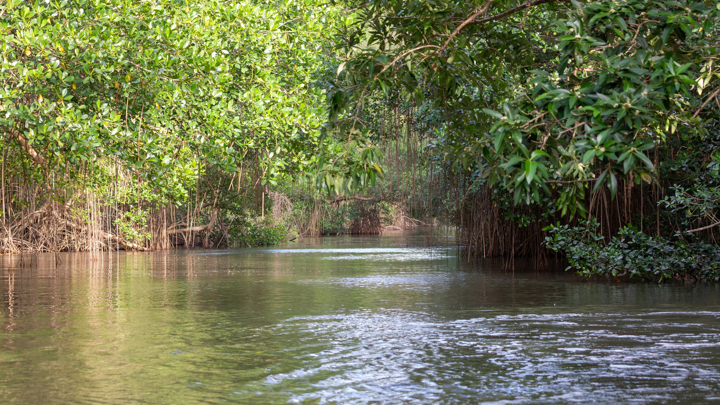  Deeper in the swamp, we are getting a little closer to the ocean along the mangrove-forest-lined waterway cutting through the swamp 