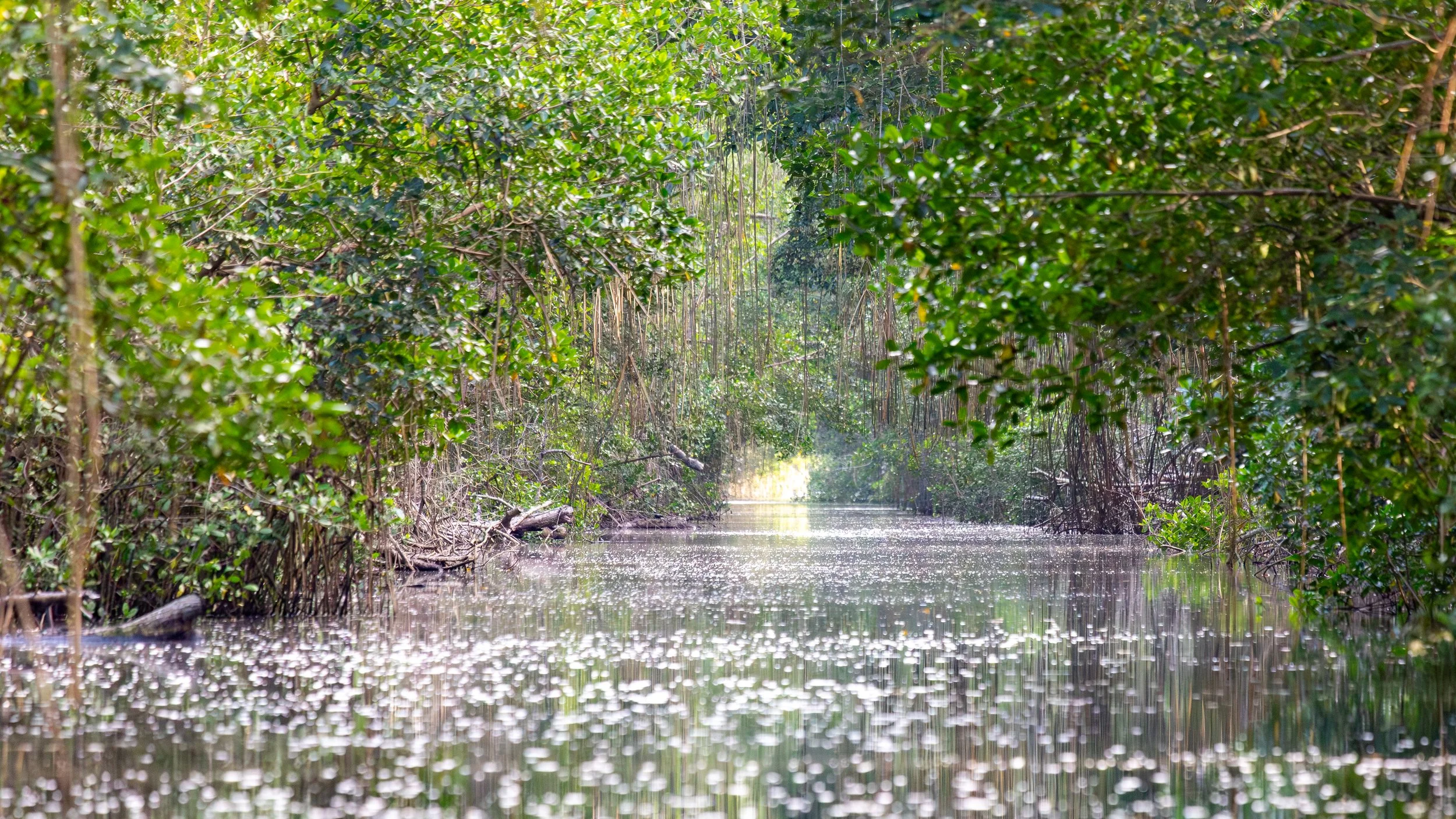  Even without birds, the swamp is quite beautiful as we approach dusk 