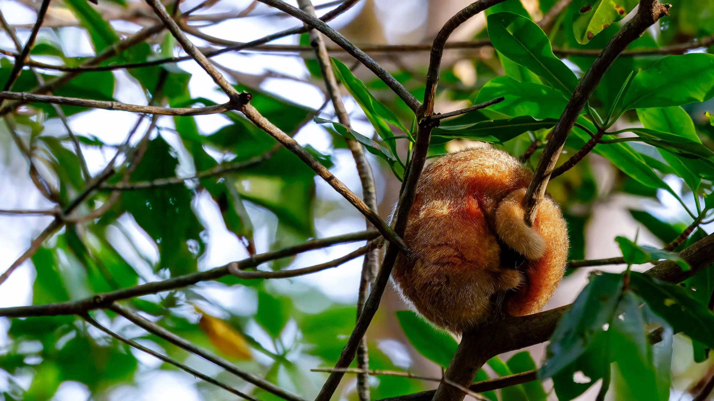  Better view of a silky anteater resting on a branch 