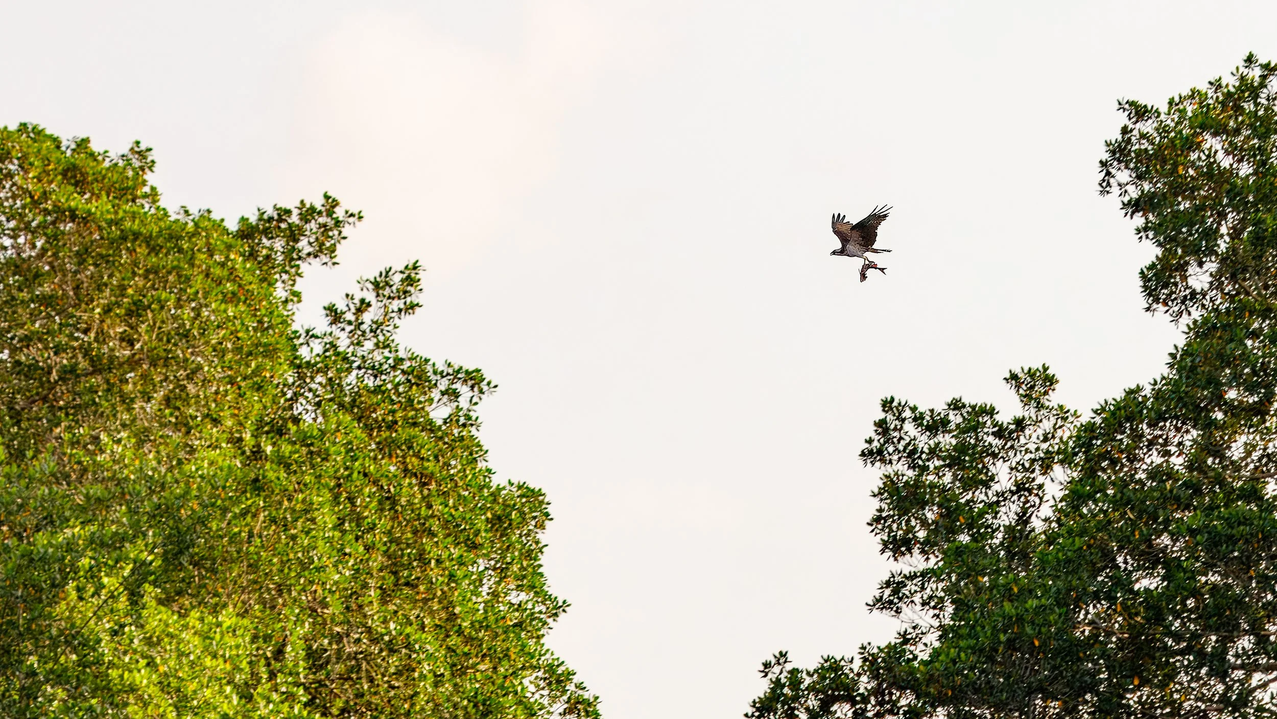  Hawk carrying a successful catch back to their nest 