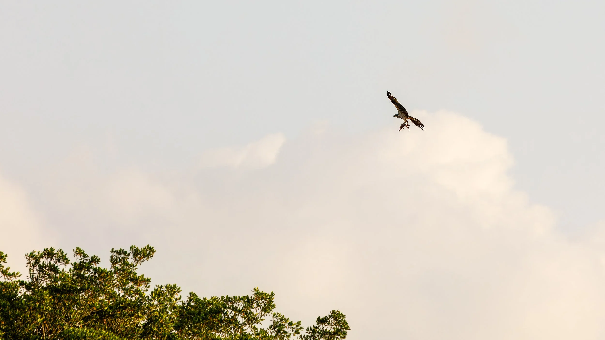 One last overhead pass, we were thankful it had a firm grasp on the fish dinner 
