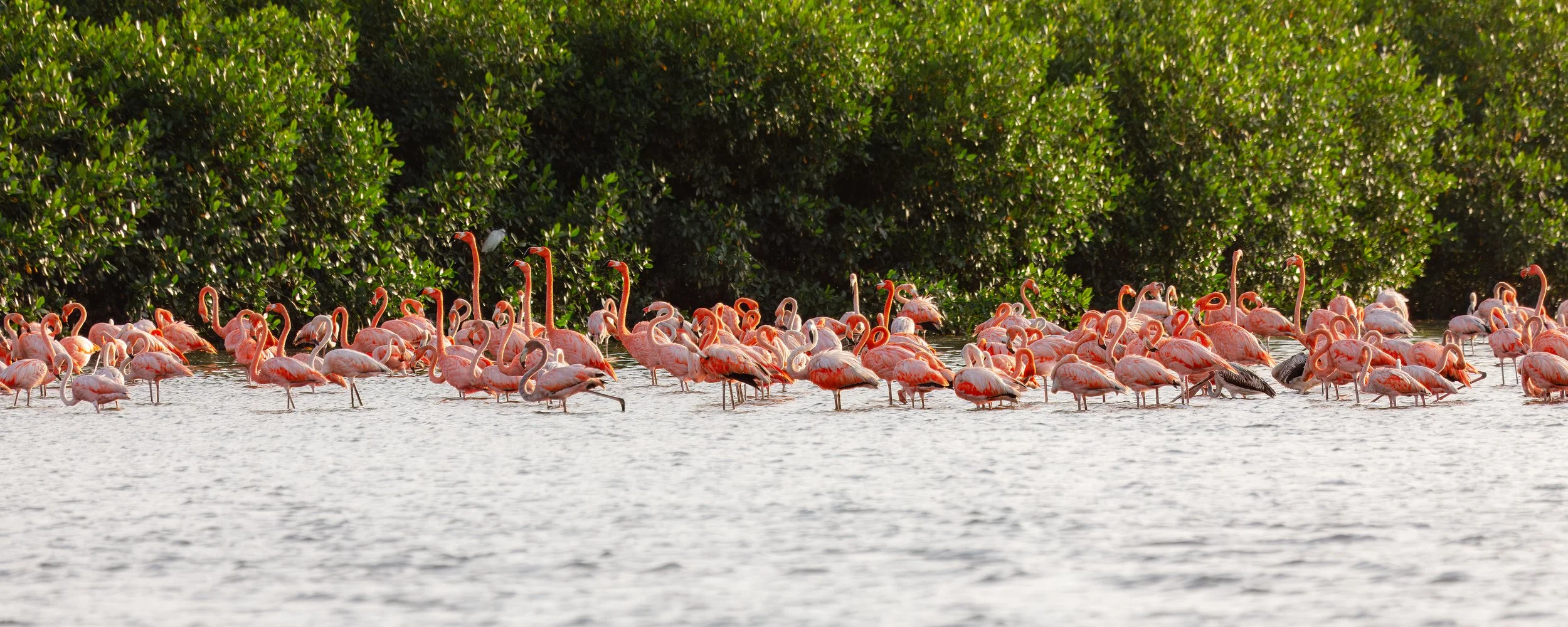  As we waited for sunset and the flocks of red ibis to return, we were lucky to also have a flock of flamingos to entertain us 