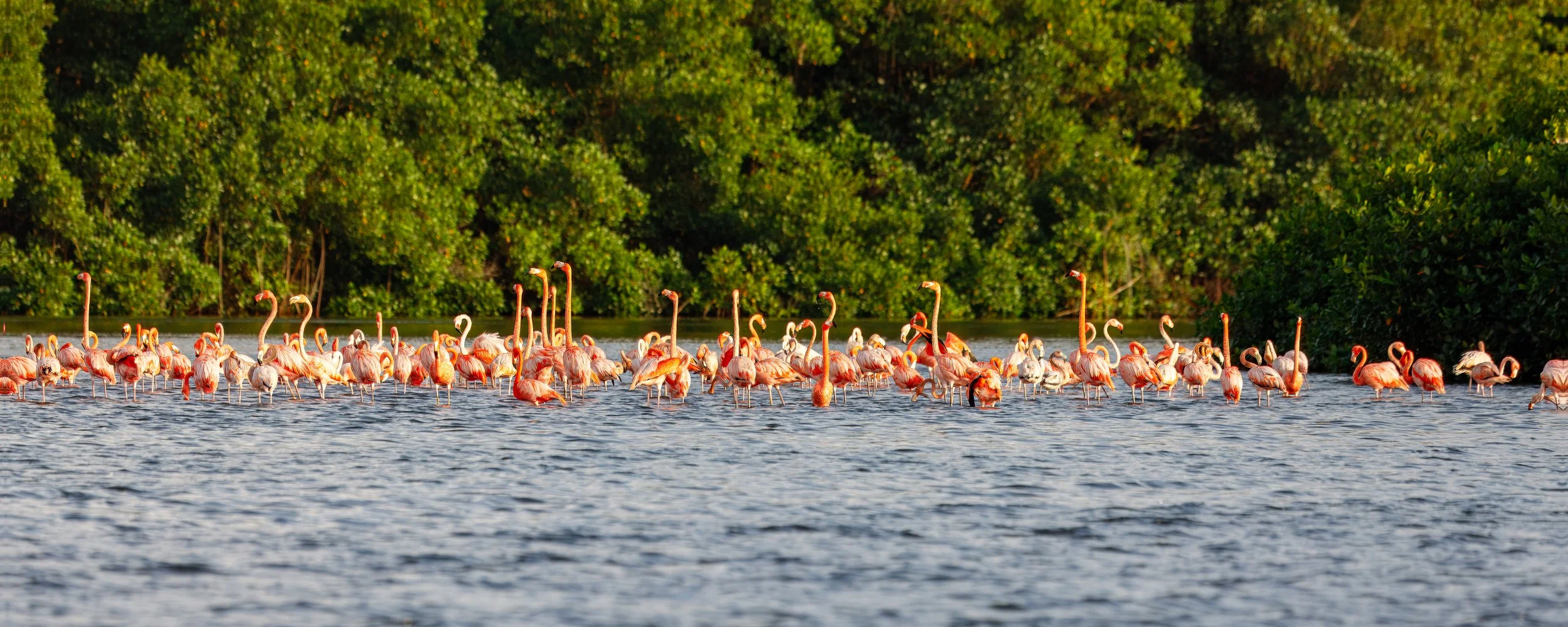 A number of flamingos appeared to be trying to stand out in the crowd 