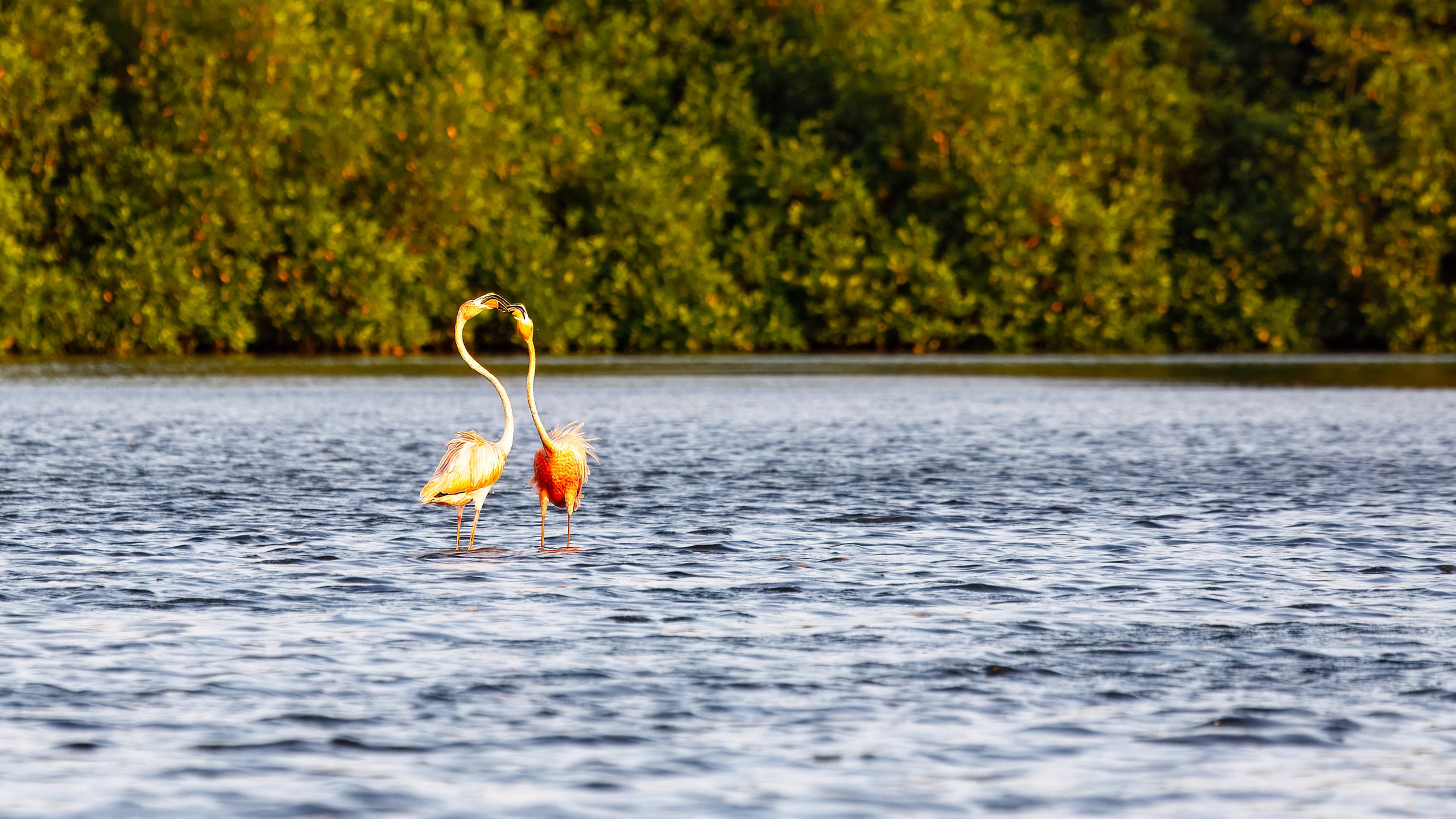  Two showboating flamingos  