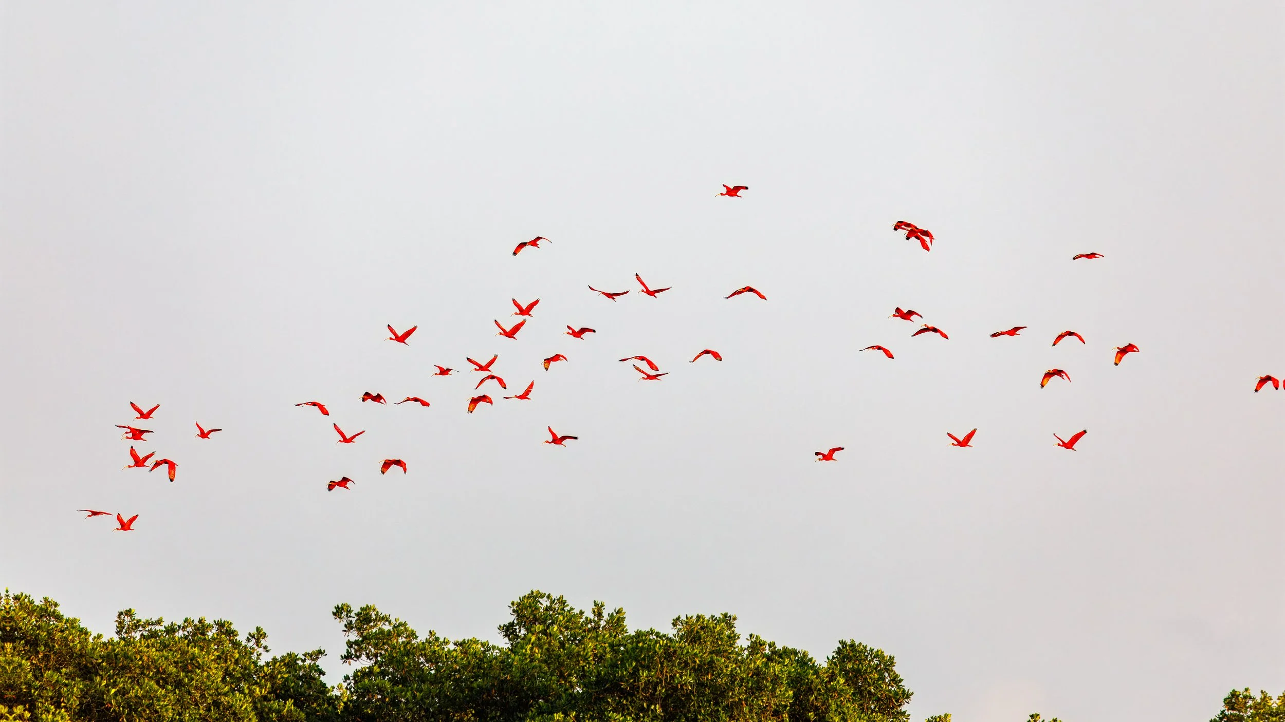  One of the many flocks of red ibis, returning to their overnight nesting locations after a day out on the water 