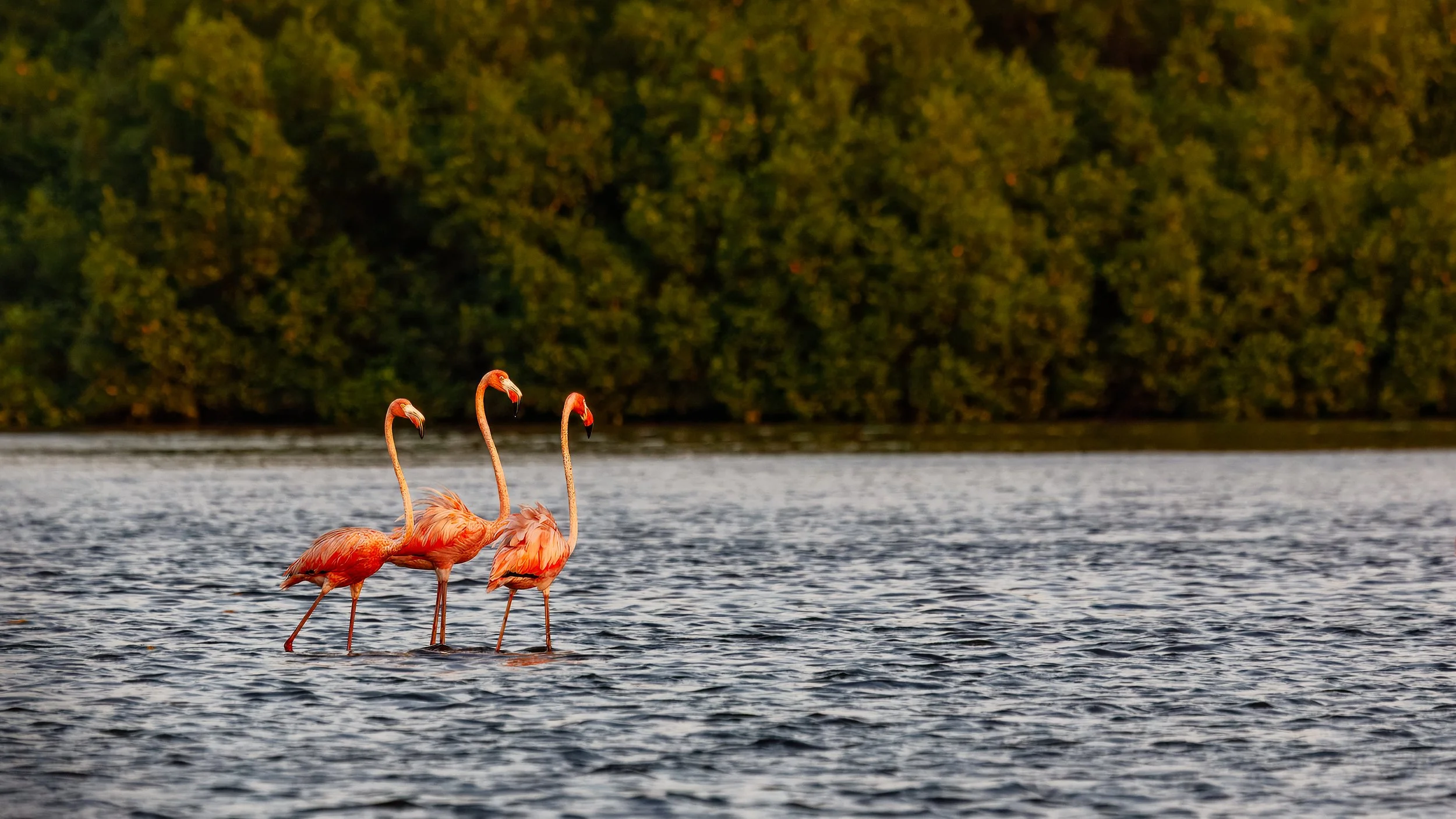  The deep pink flamingos are almost as red as the ibis 