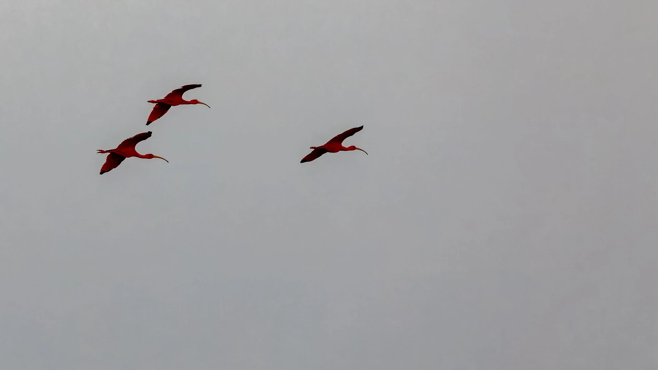  A smaller flock of red ibis heading to their nests 