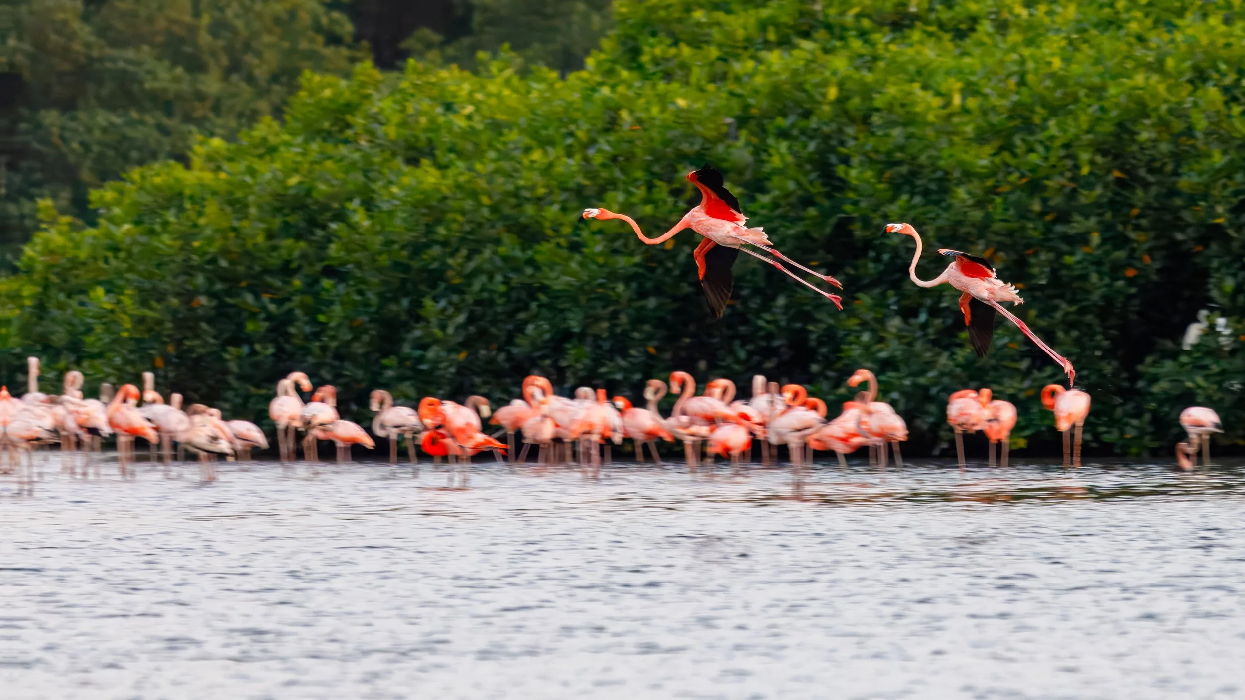  Graceful is not precisely how one might describe the flight of a flamingo 