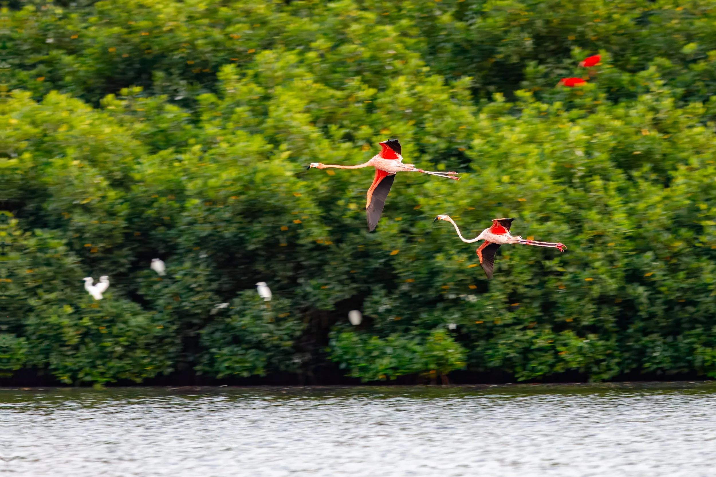  Our reward for waiting is also catching two flamingos in flight 