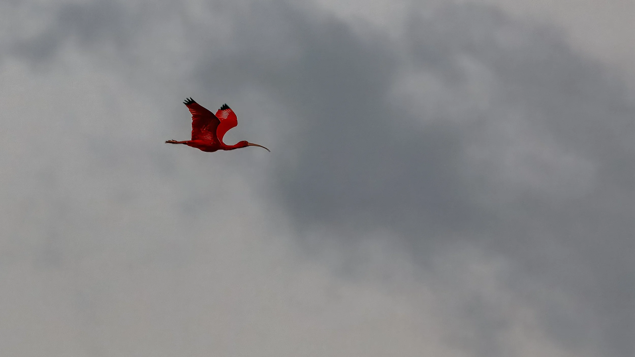  Last red ibis before we head back into the mangrove forest  