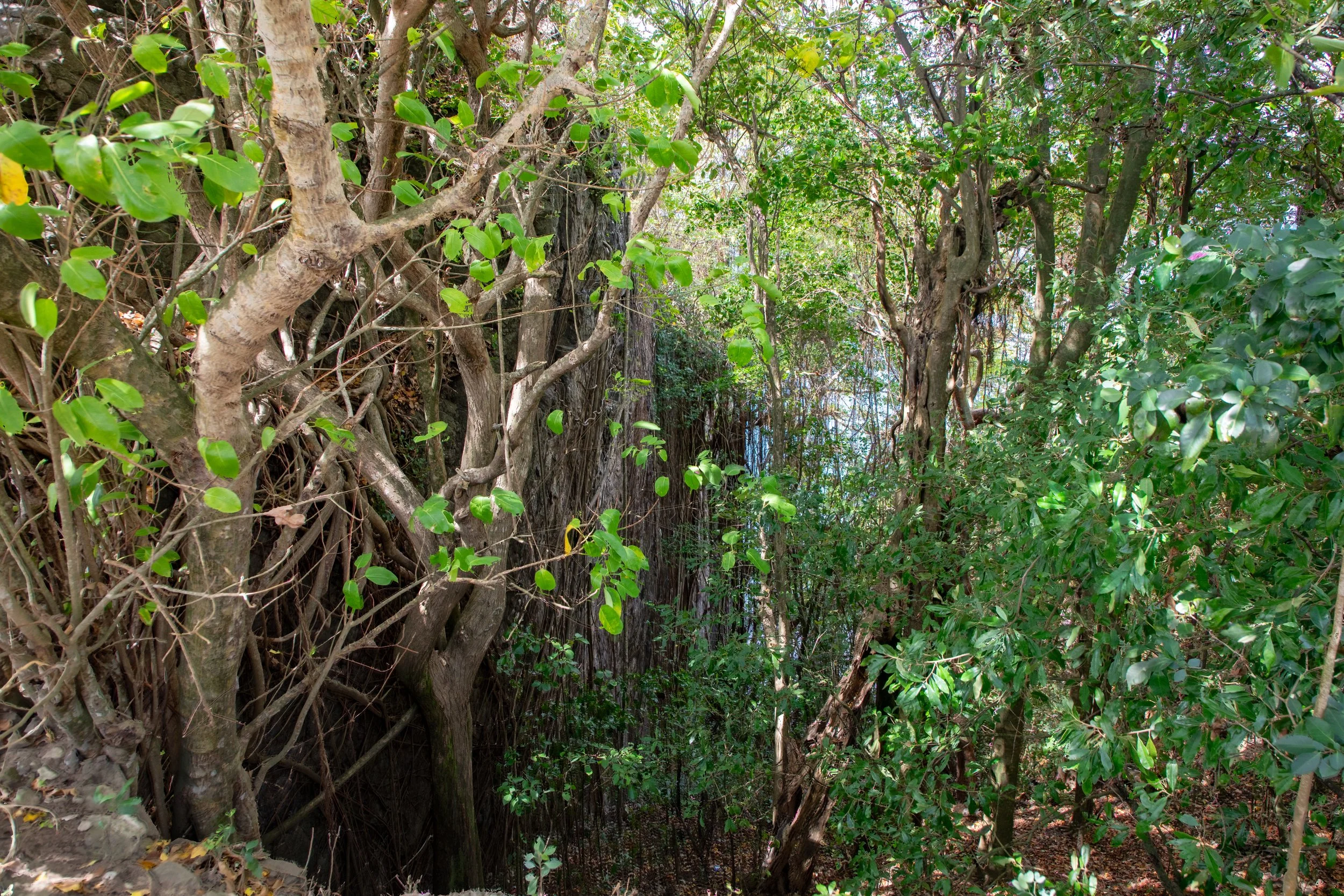  Dense vegetation on the hillside leading up to the fort 