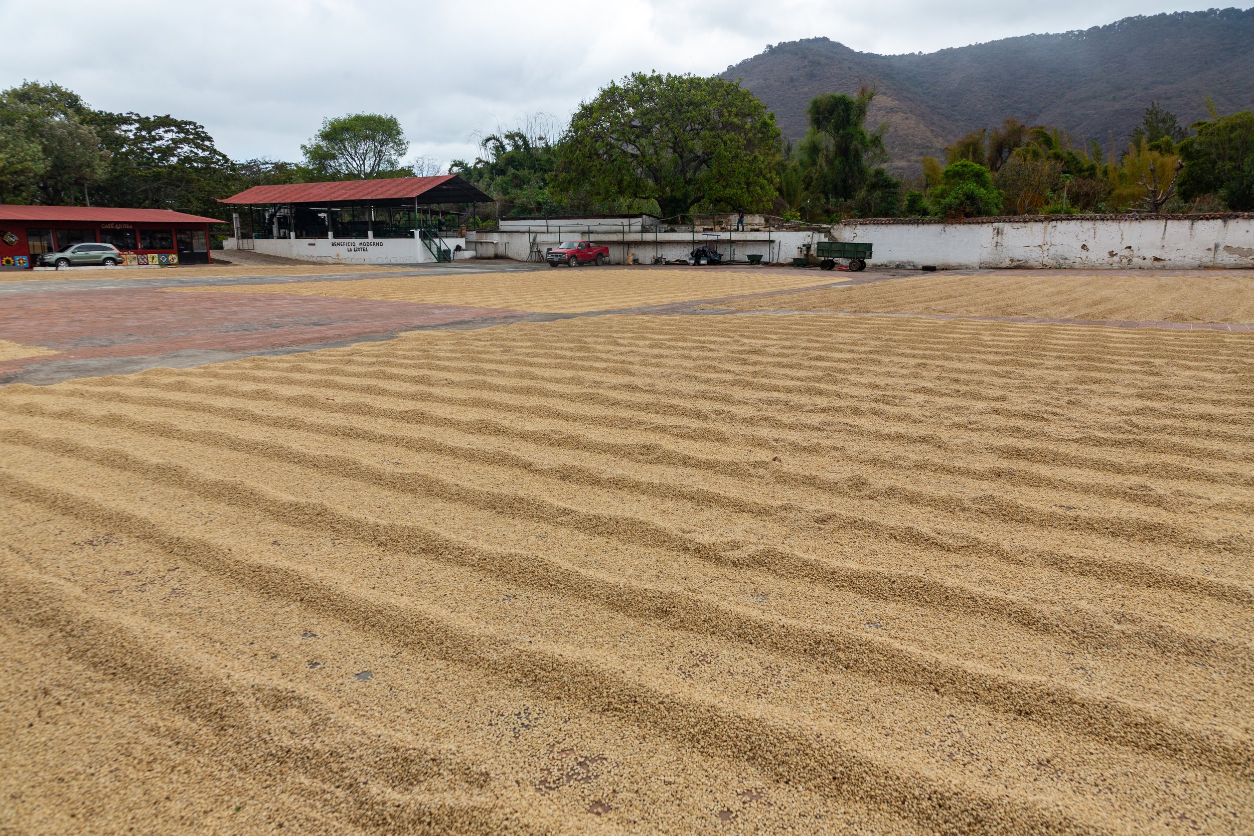  Coffee beans drying in the sun 