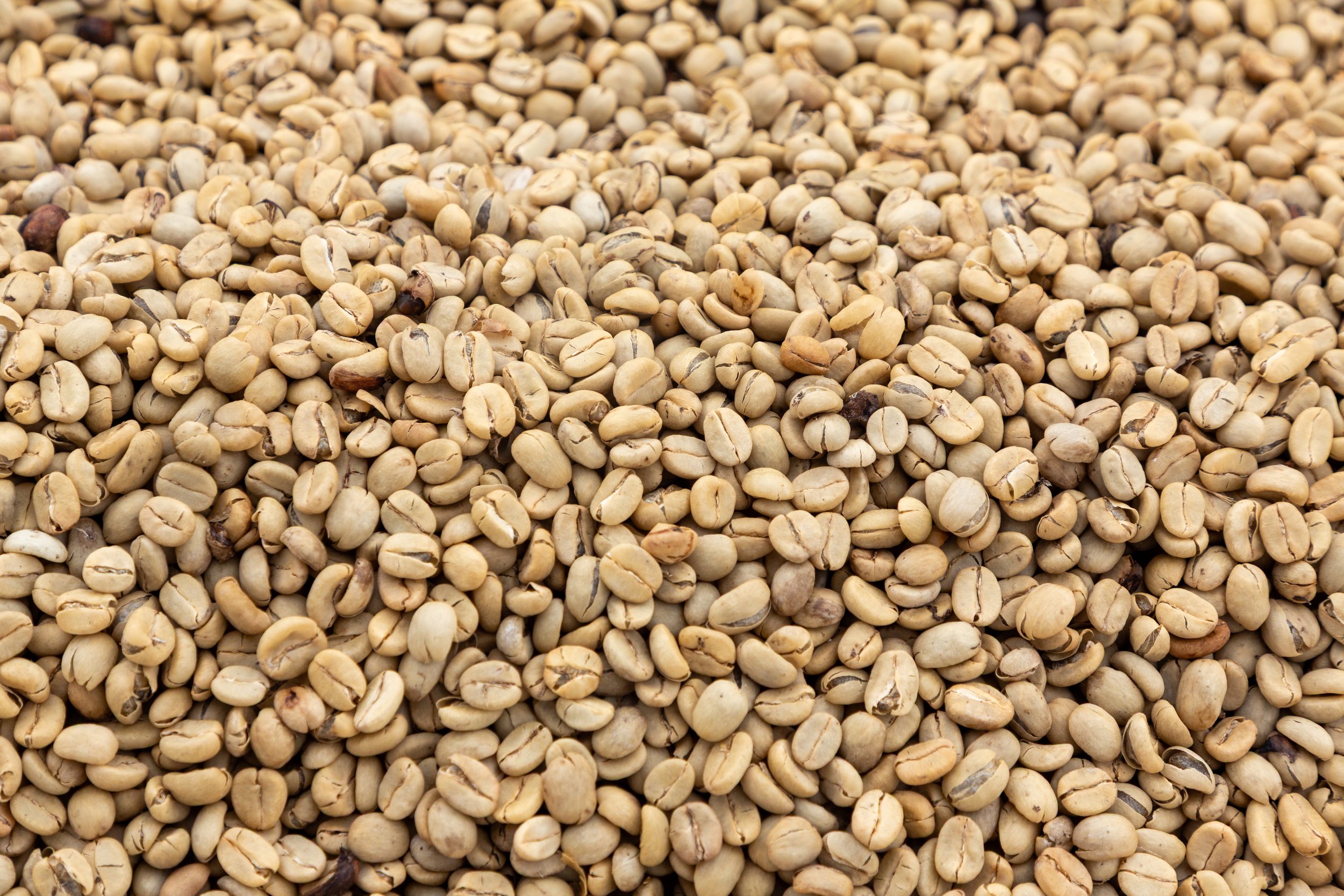  A closer look at the beans 