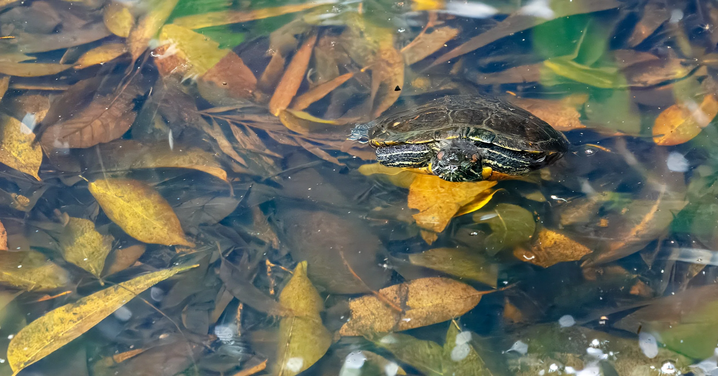  Small local frog was enjoying the pond 