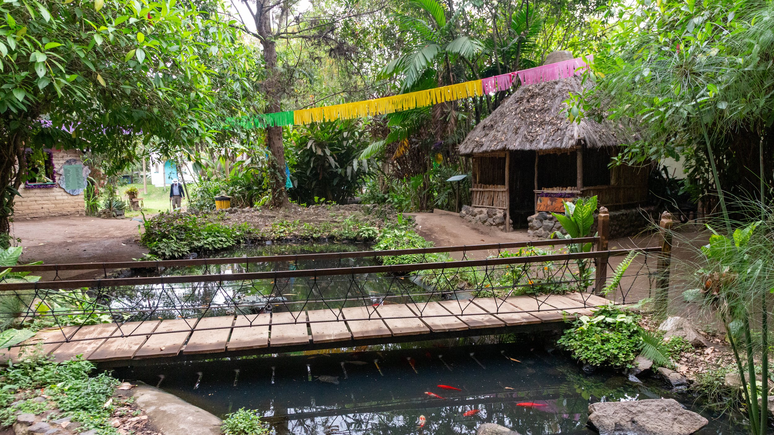  Koi pond 