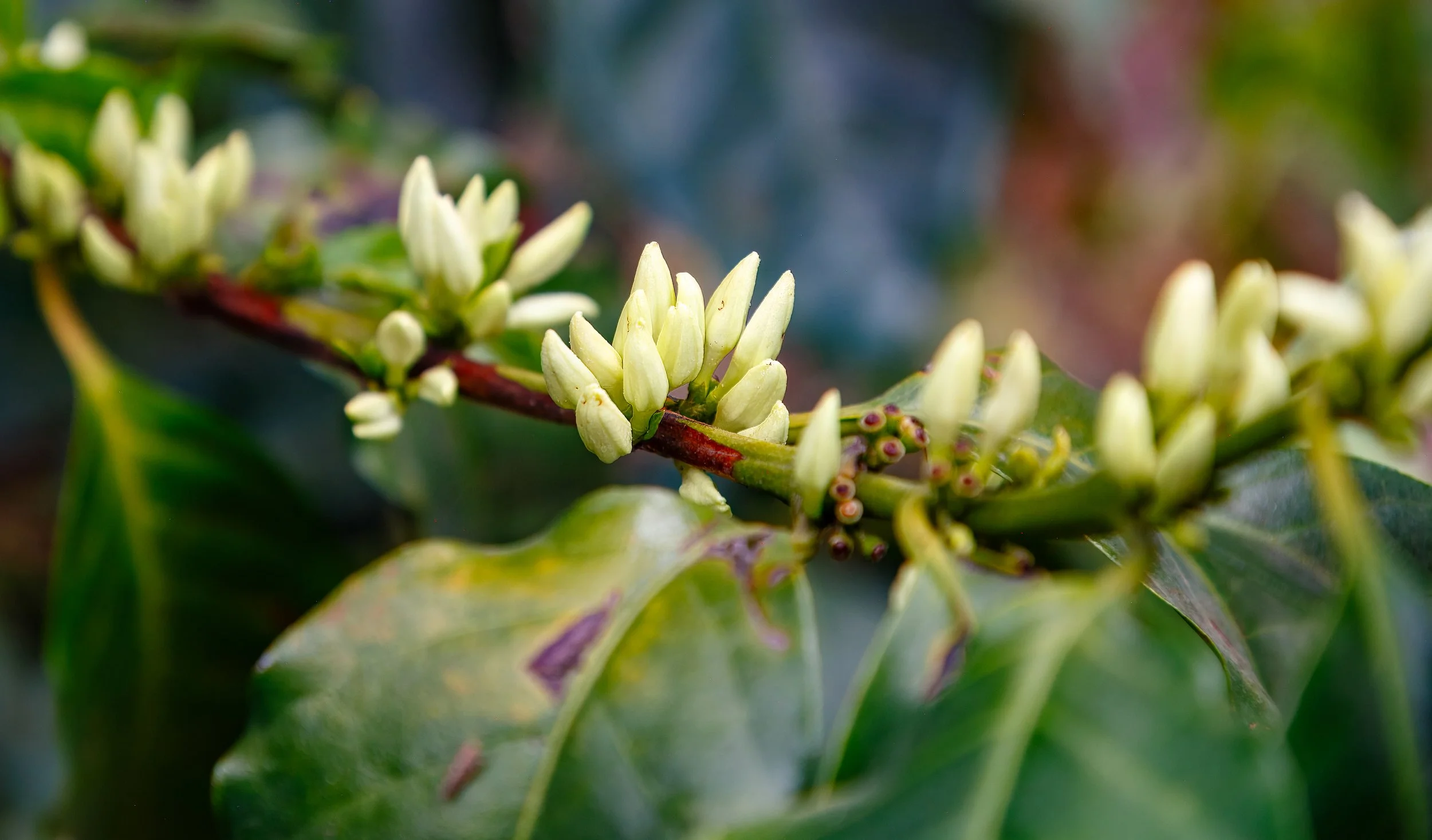  Zooming in on the coffee beans on the vine 