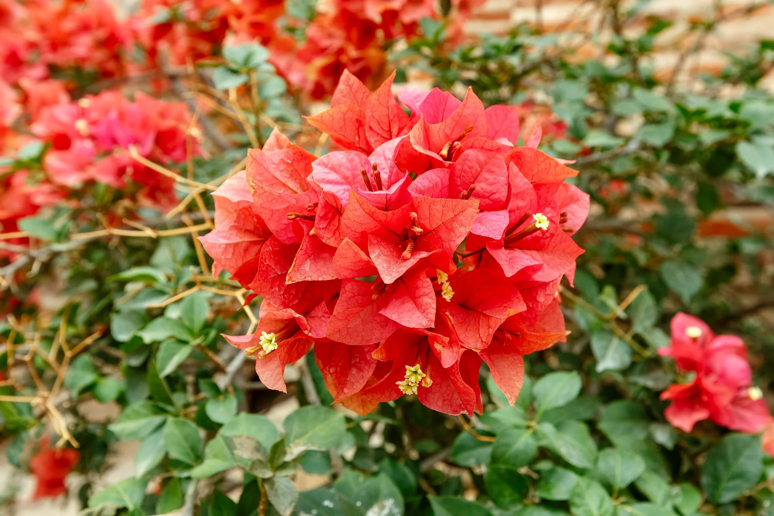  Red Bougainvillea sits among the ruins 