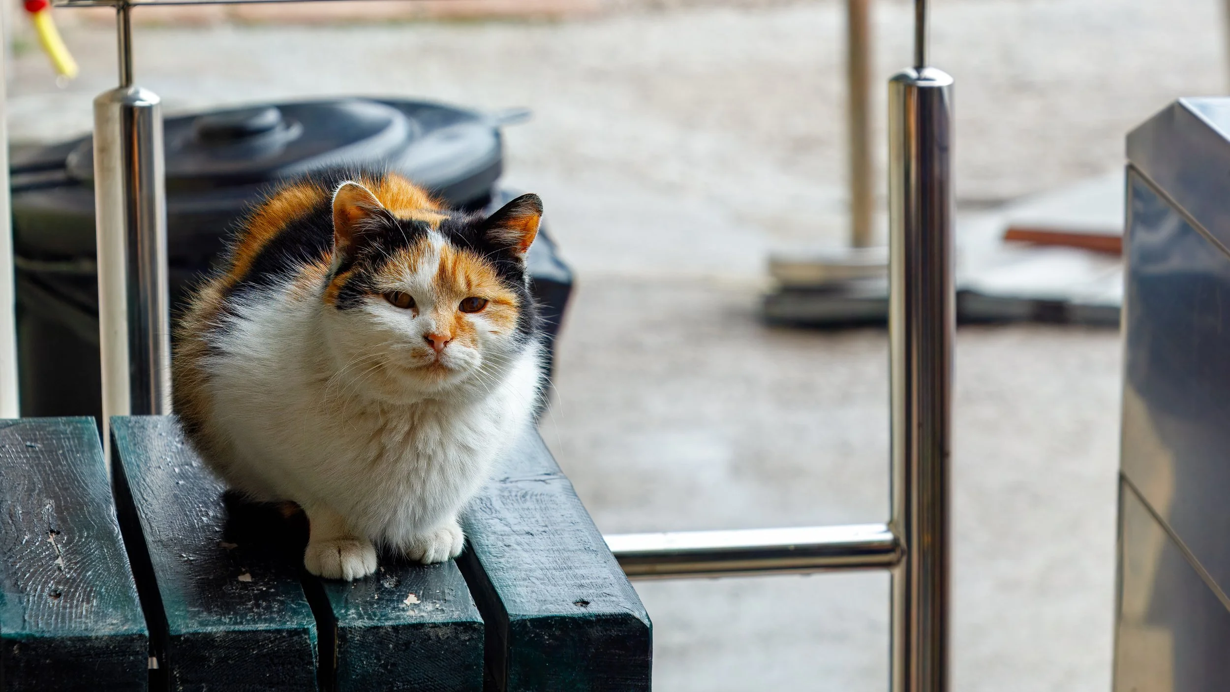  Local cat supervises the tunnel museum 