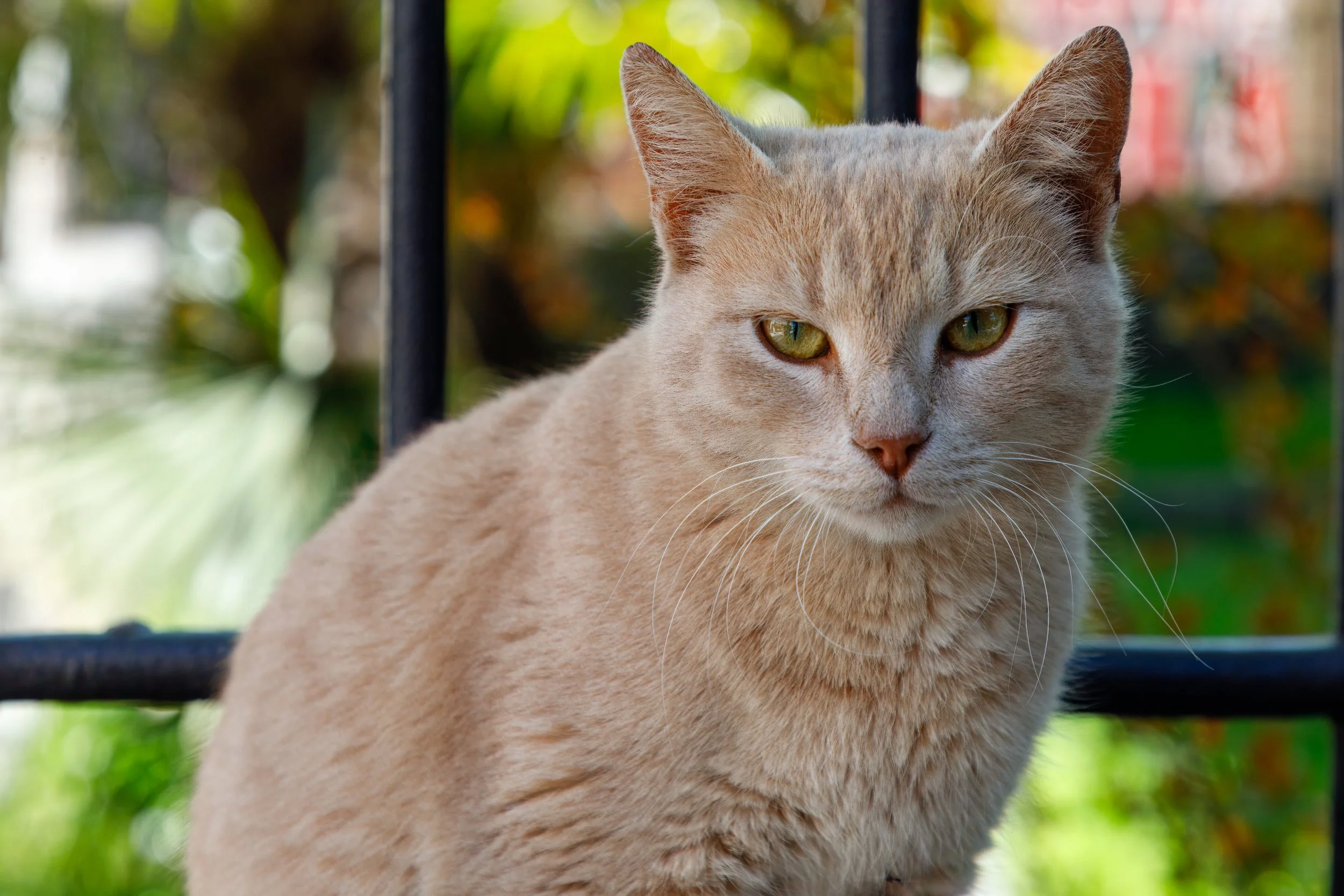  Another local cat strolling the old city 
