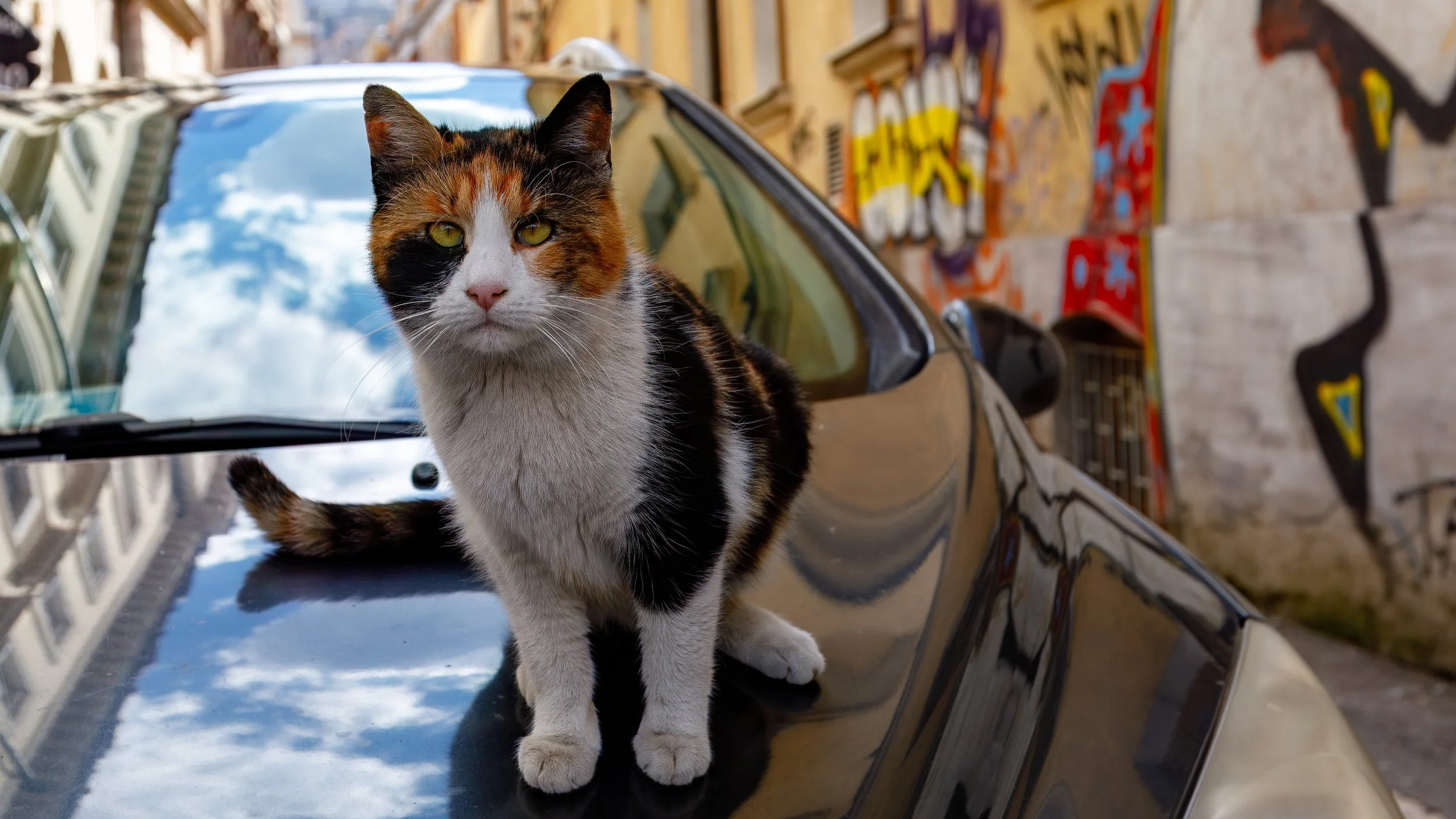  Continuing the collection of photos of the cats of Bosnia 