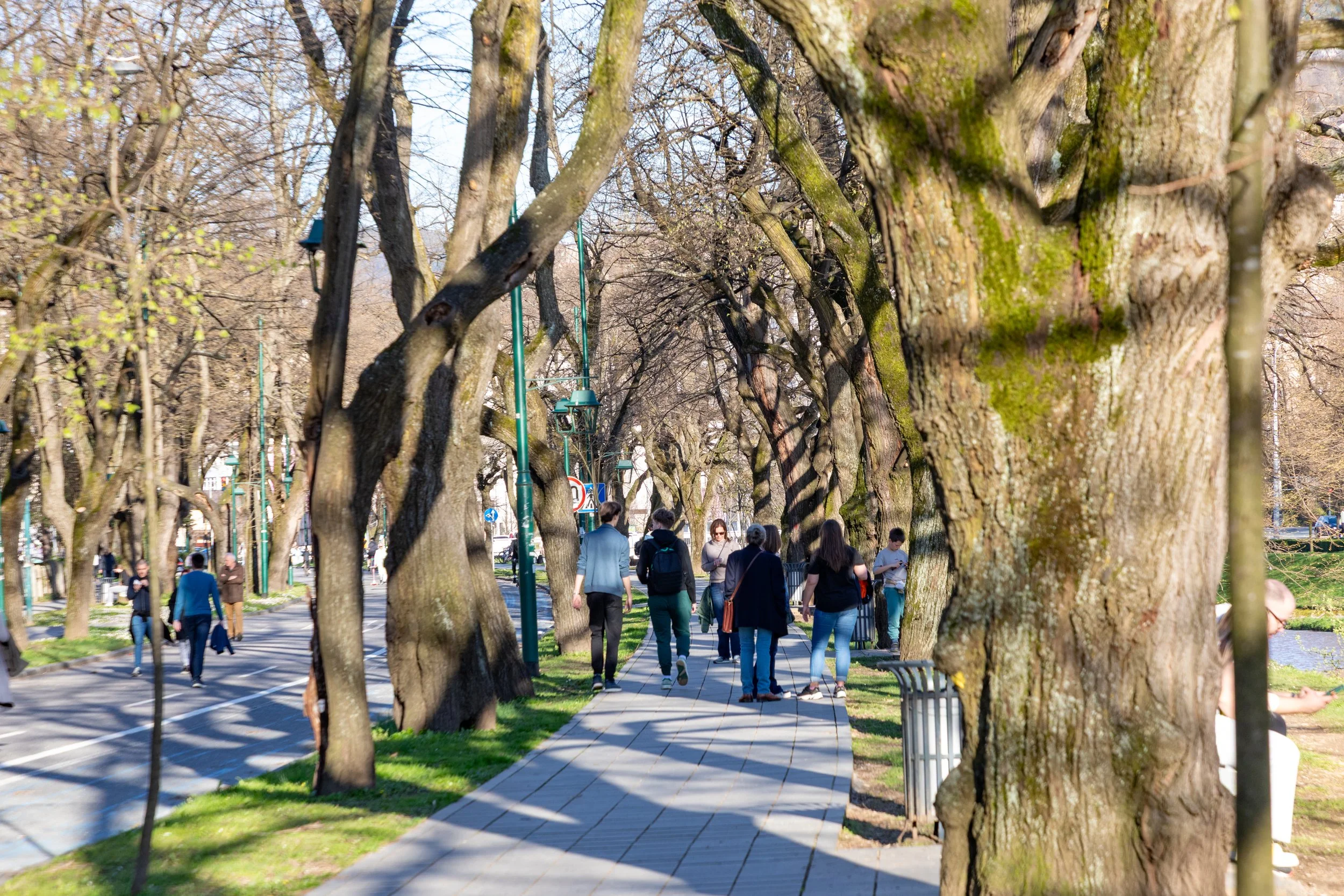  Tree-lined Woodrow Wilson Promenade still has these old trees, only surviving the siege because they were too close to enemy lines to be cut down and burned for fuel 