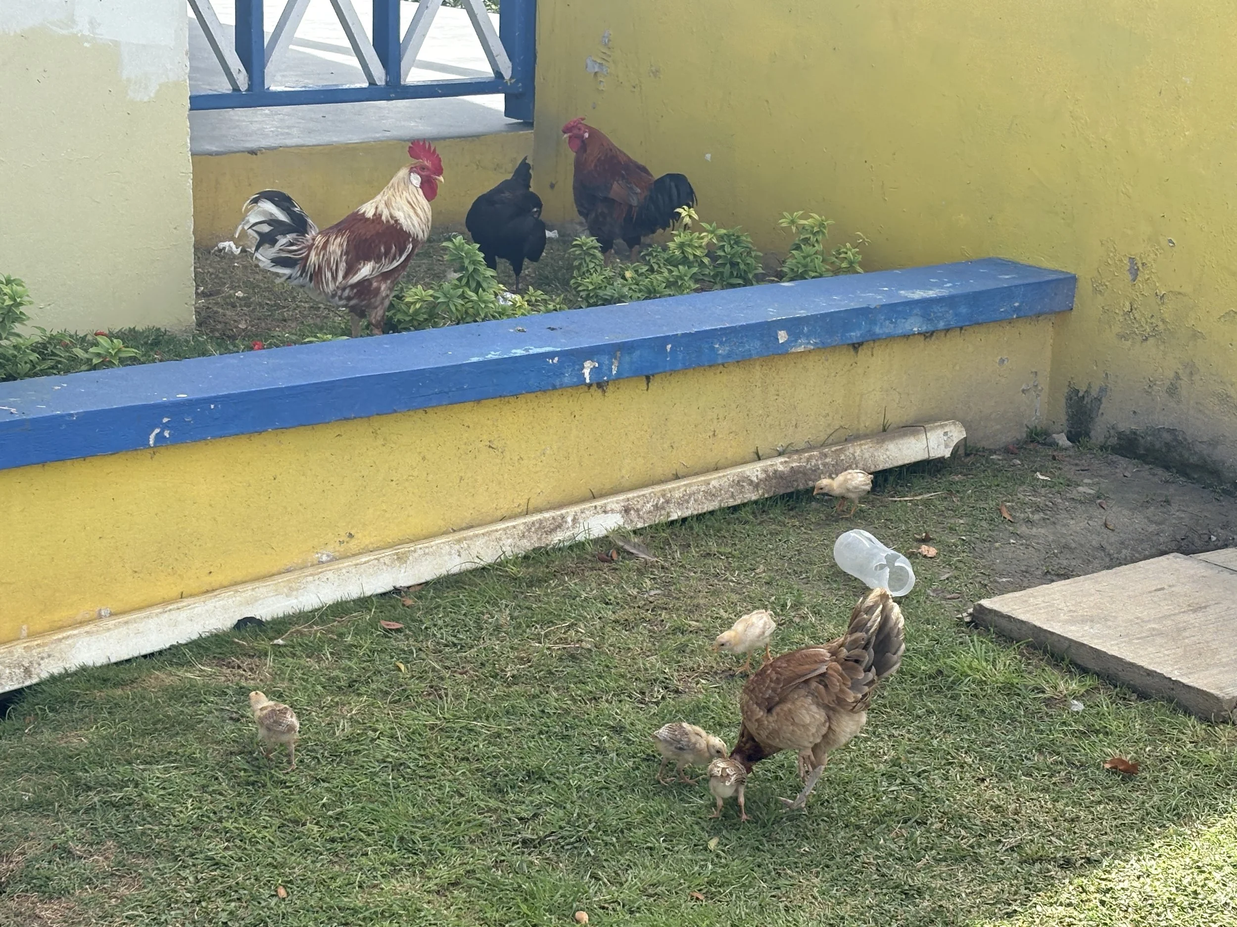  The chickens had free rein in the coastal town of Speightstown 