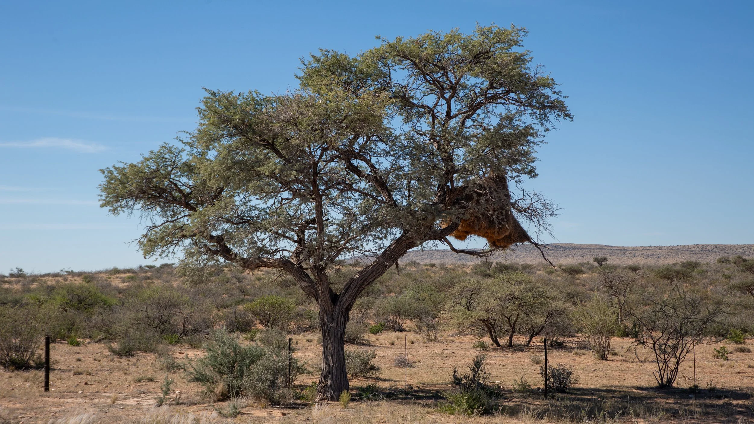  Crossing the baron landscape we spot our first sociable weaver nest, a shared nest with hundreds of birds, in a camel thorn tree  