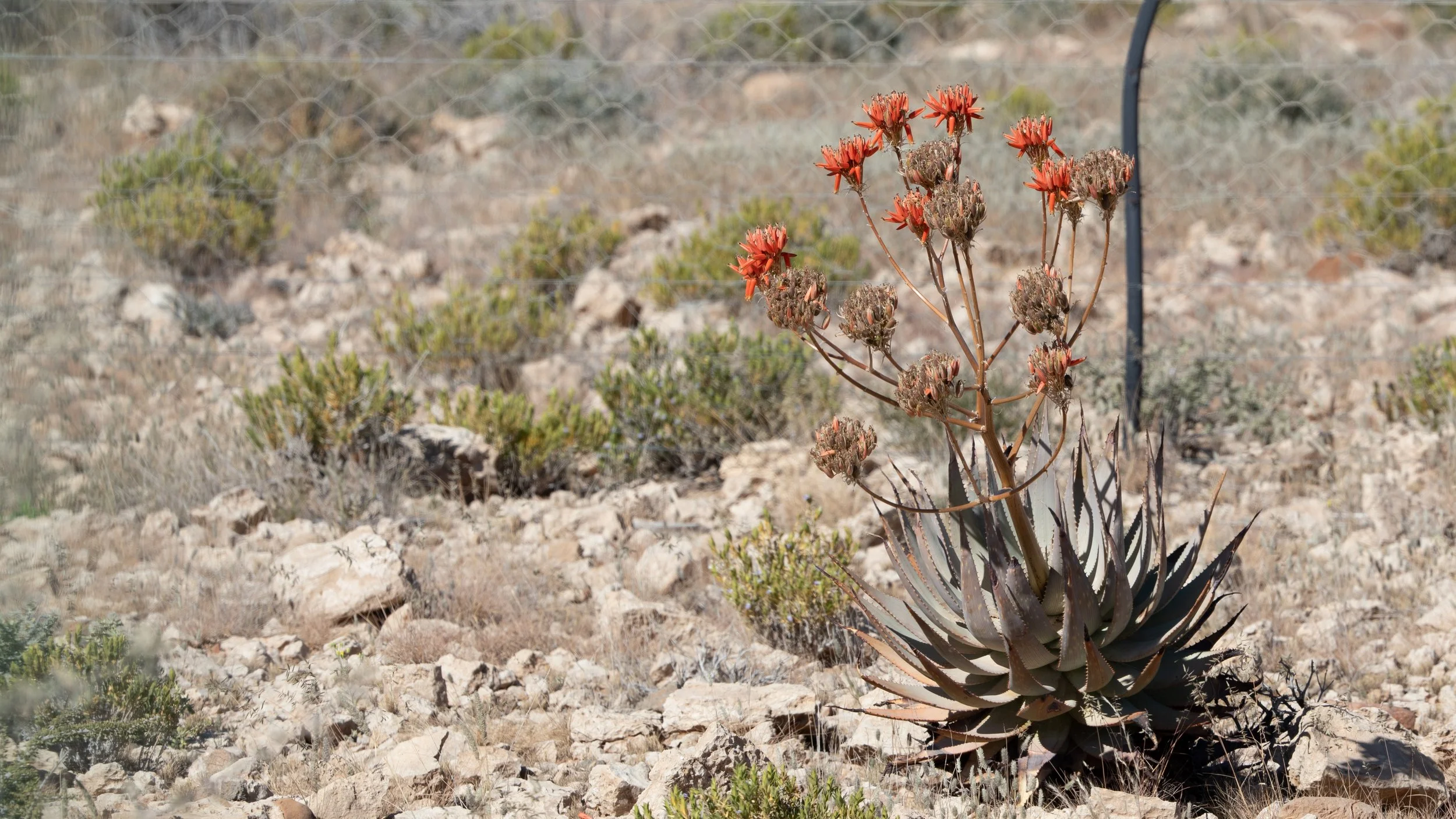  Aloe hereroensis, commonly known as the Sand Aloe; a good descriptor for the dry surroundings 