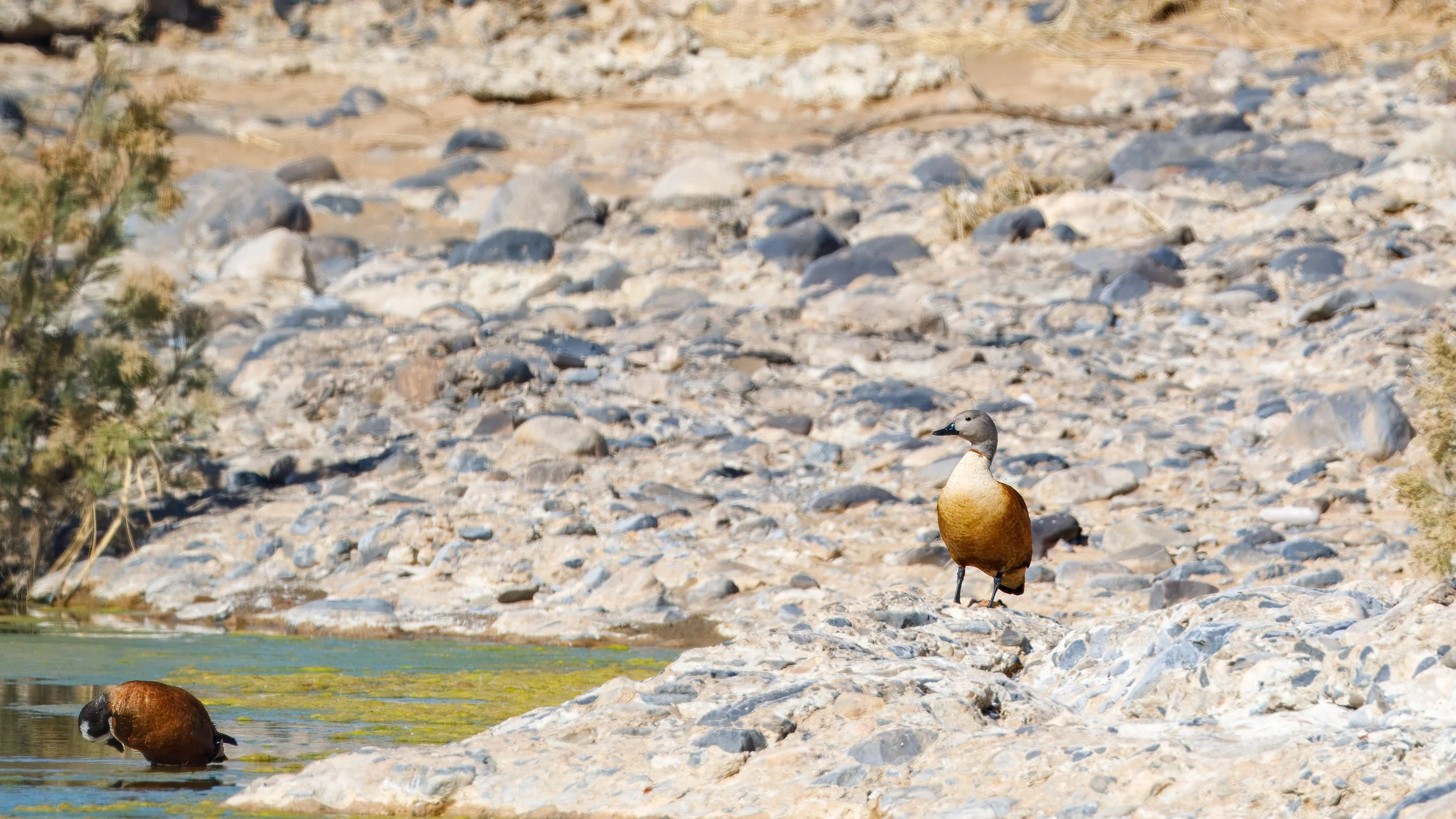  Female South African (or Cape) shelduck enjoying the water of the Tsauchab River 