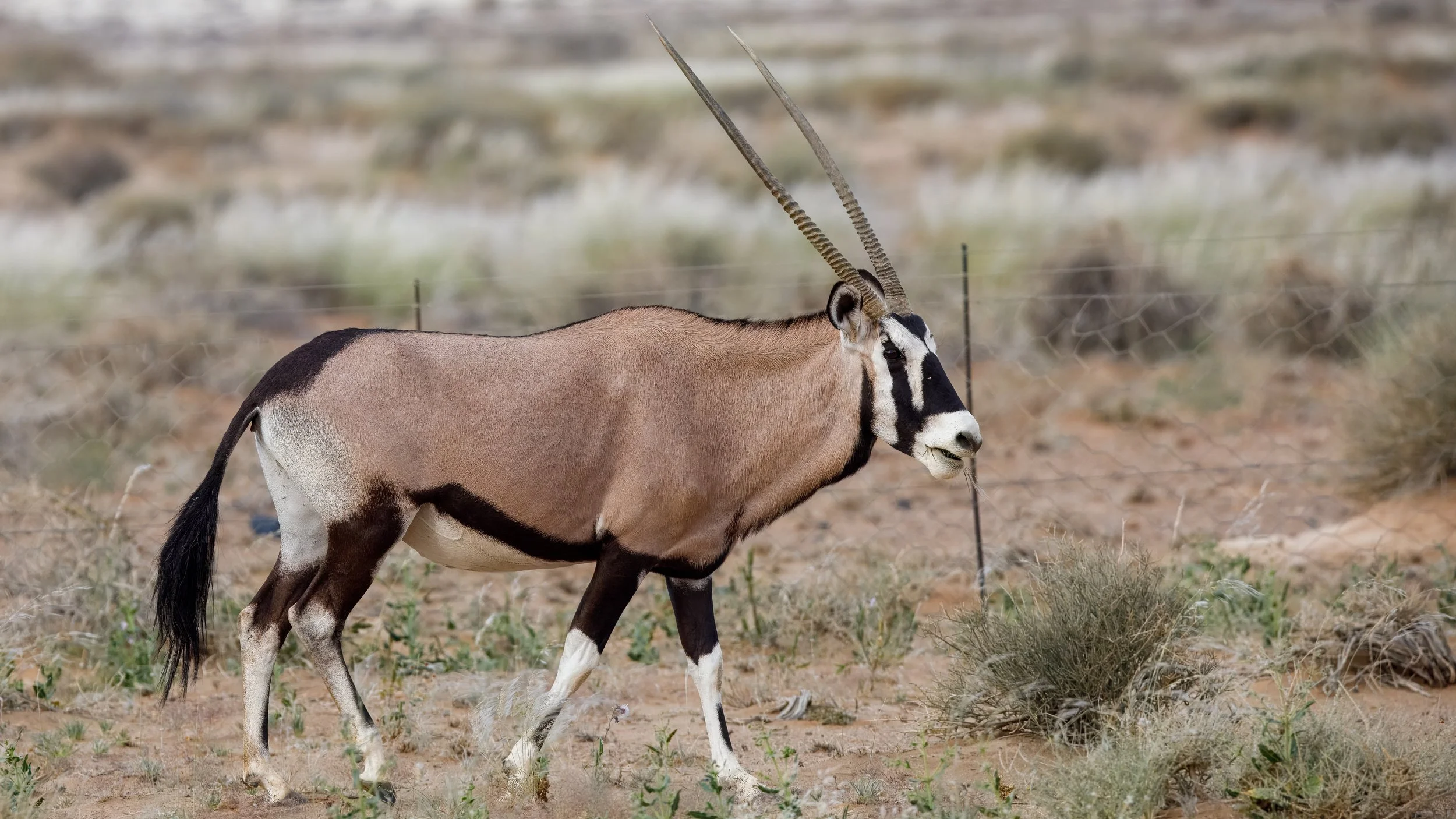  After checking into our lodge in Namib-Naukluft National Park we found our first of many oryx along the roadside 