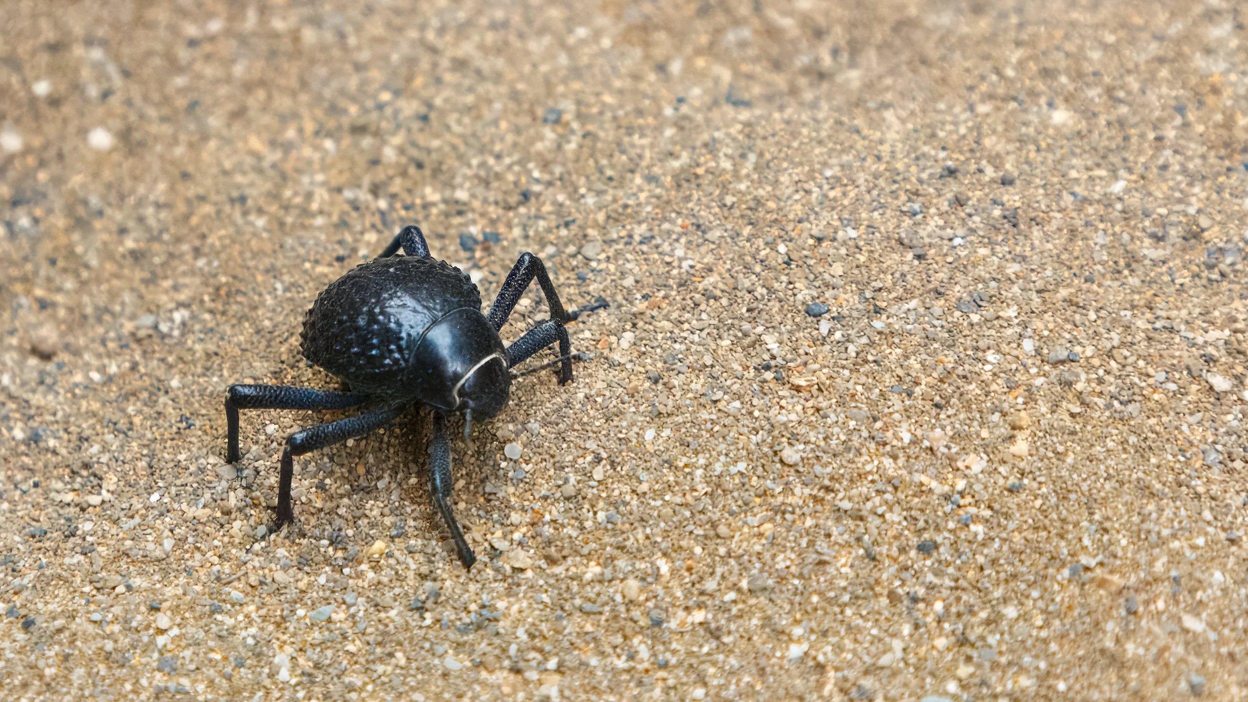  With a body the size of a dime, a Namib desert beetle shares the canyon floor with us 