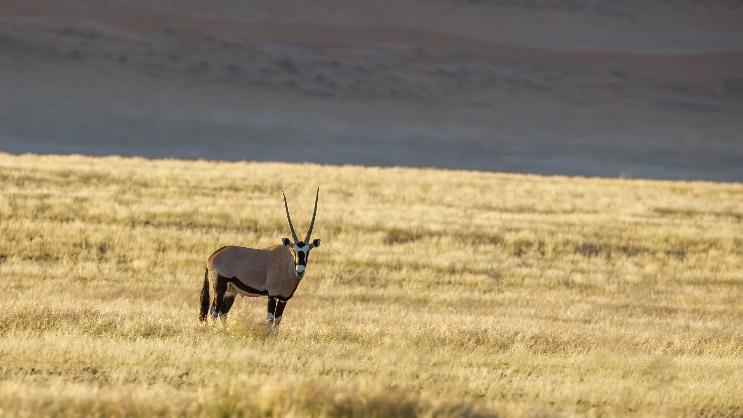  Another golden hour oryx 