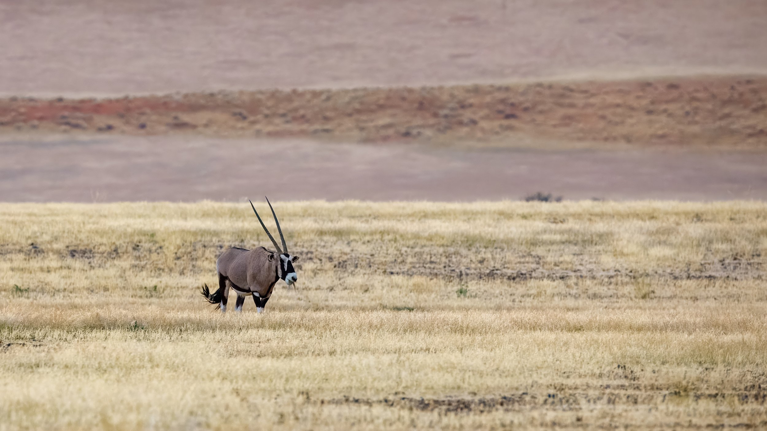  Looking for a good sunset vantage point, we find another oryx 