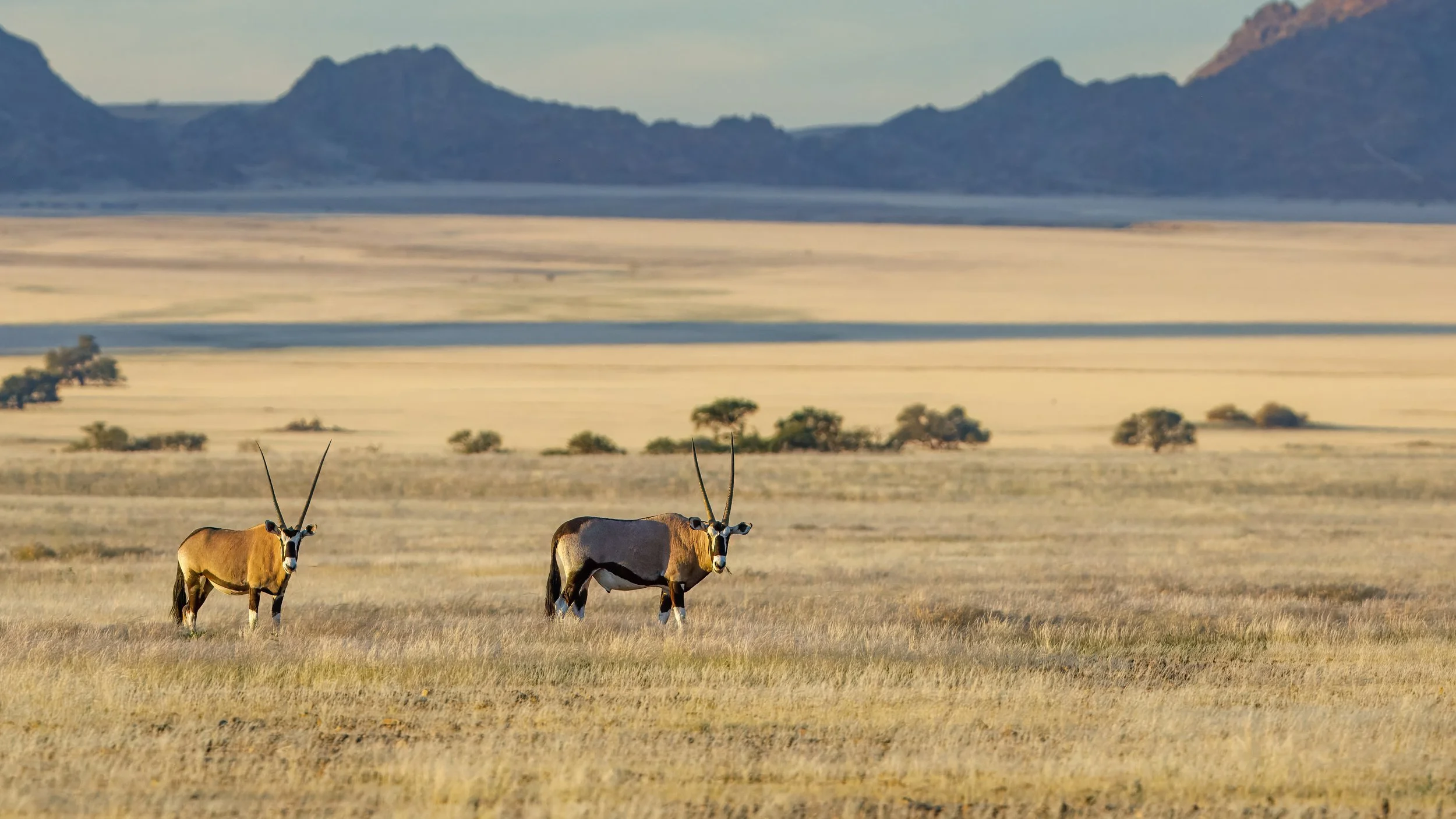  A pair of oryx with the mountains in the background 